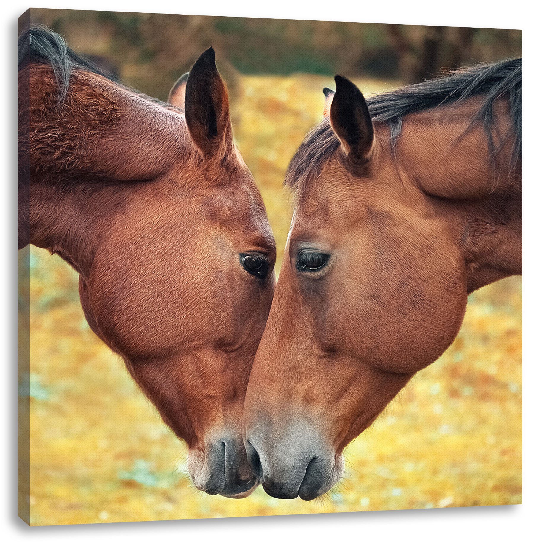 Pixxprint Leinwandbild zwei schmusende Pferde, zwei schmusende Pferde (1 St), Leinwandbild fertig bespannt, inkl. Zackenaufhänger