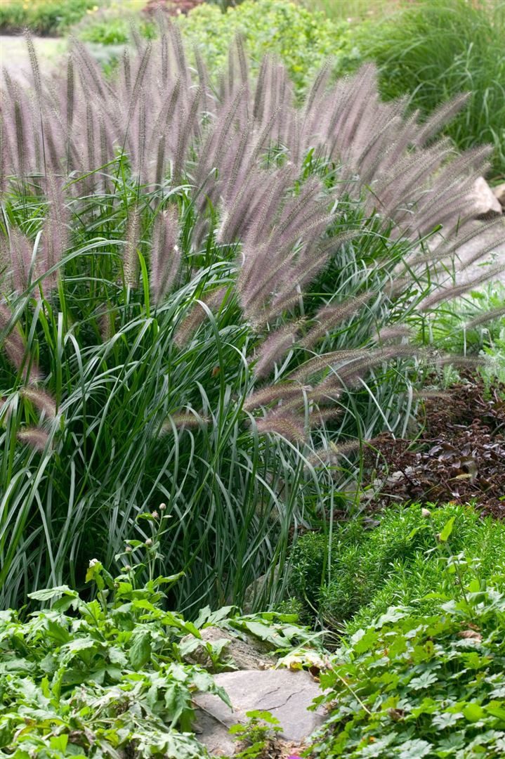 Pflanzen für Dich Травы Pennisetum alopec. Moudry, 1 St., Lampenputzergras, Federborstengras, schwarzbraune Ähren, spätblühend