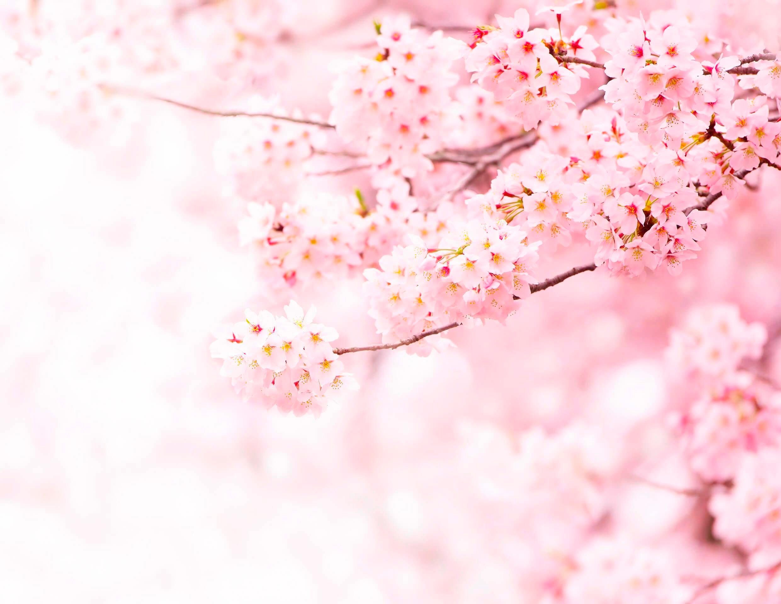 living walls Fototapete Kirschblüte Cherry Blossum, glatt, Motiv, abstrakt, naturalistisch, Fototapete Kirschblüte Natur Schlafzimmer Tapeten Wohnzimmer Flur Büro