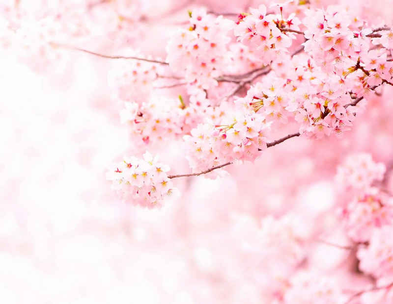living walls Fototapete »Kirschblüte Cherry Blossum«, glatt, Fototapete Kirschblüte Natur Rosa 3,36m x 2,60m