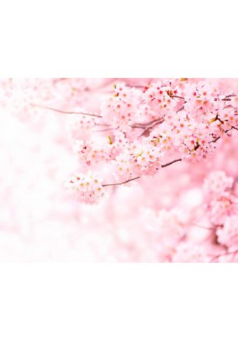 living walls Fototapetas »Kirschblüte Cherry Blossu...
