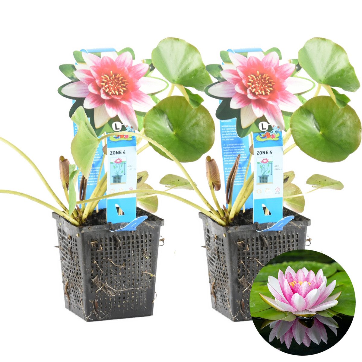 Bloomique Wasserpflanze 2er-Set Nymphaea Attraction, Seerose, Rot, 20-30 cm, Topf 11 cm, 2 St.