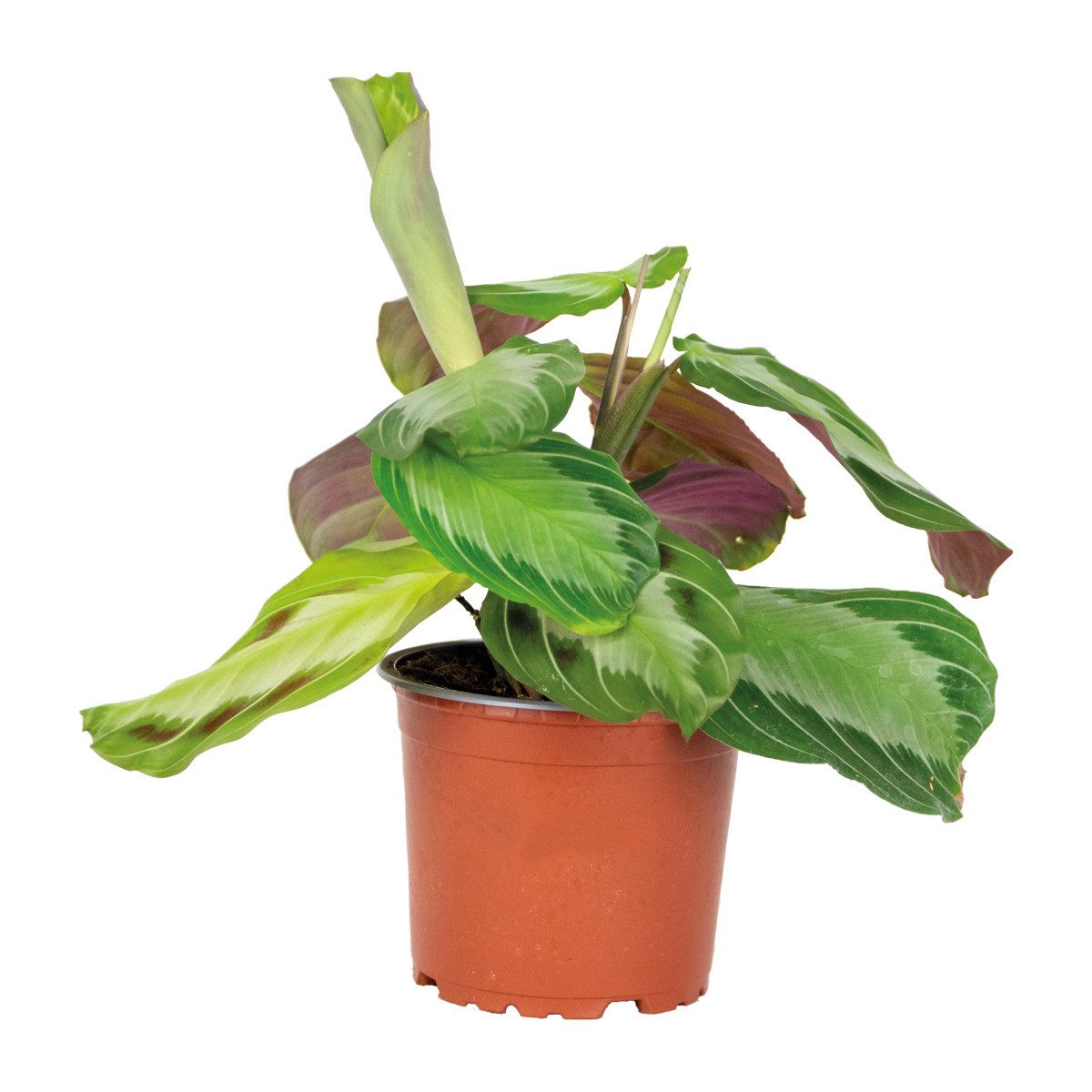 Bloomique Zimmerpflanze Bloomique - Maranta Silverband - Gebetspflanze - Zimmerpflanzen - Luft, 1 St.