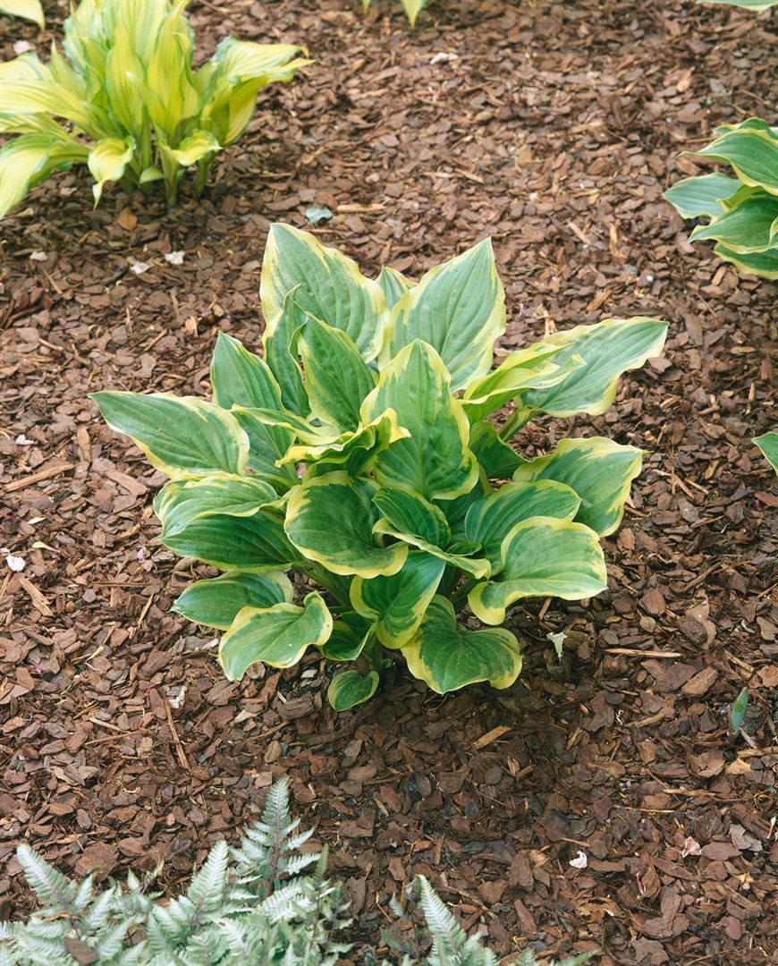 Pflanzen für Dich Staude Hosta plantaginea So Sweet, 1 St., Duftende Funkie, Duft-Funkie