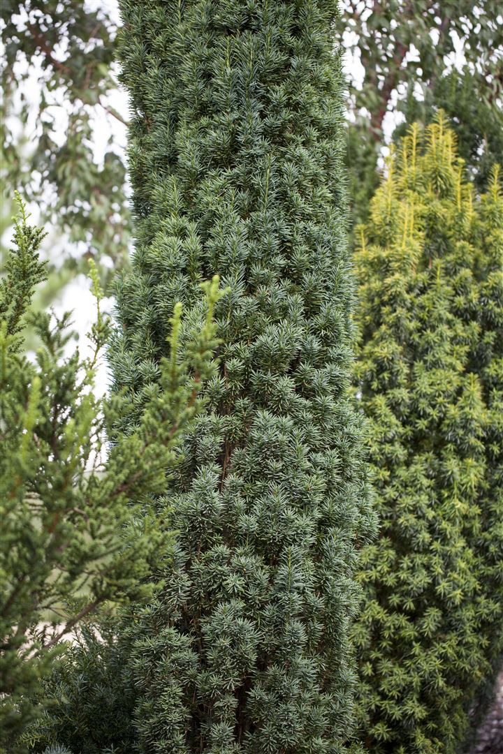 Pflanzen für Dich Konifere Taxus baccata Fastigiata Robusta, 1 St., Eibe, Säuleneibe, säulenförmig, immergrün