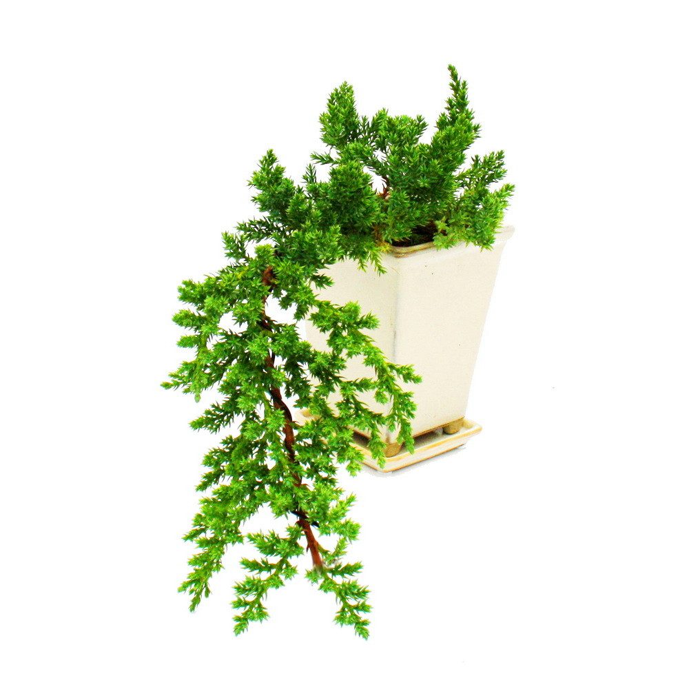 Exotenherz Zimmerpflanze Bonsaï - Juniperus - Genévrier - Cascade - 10x10cm