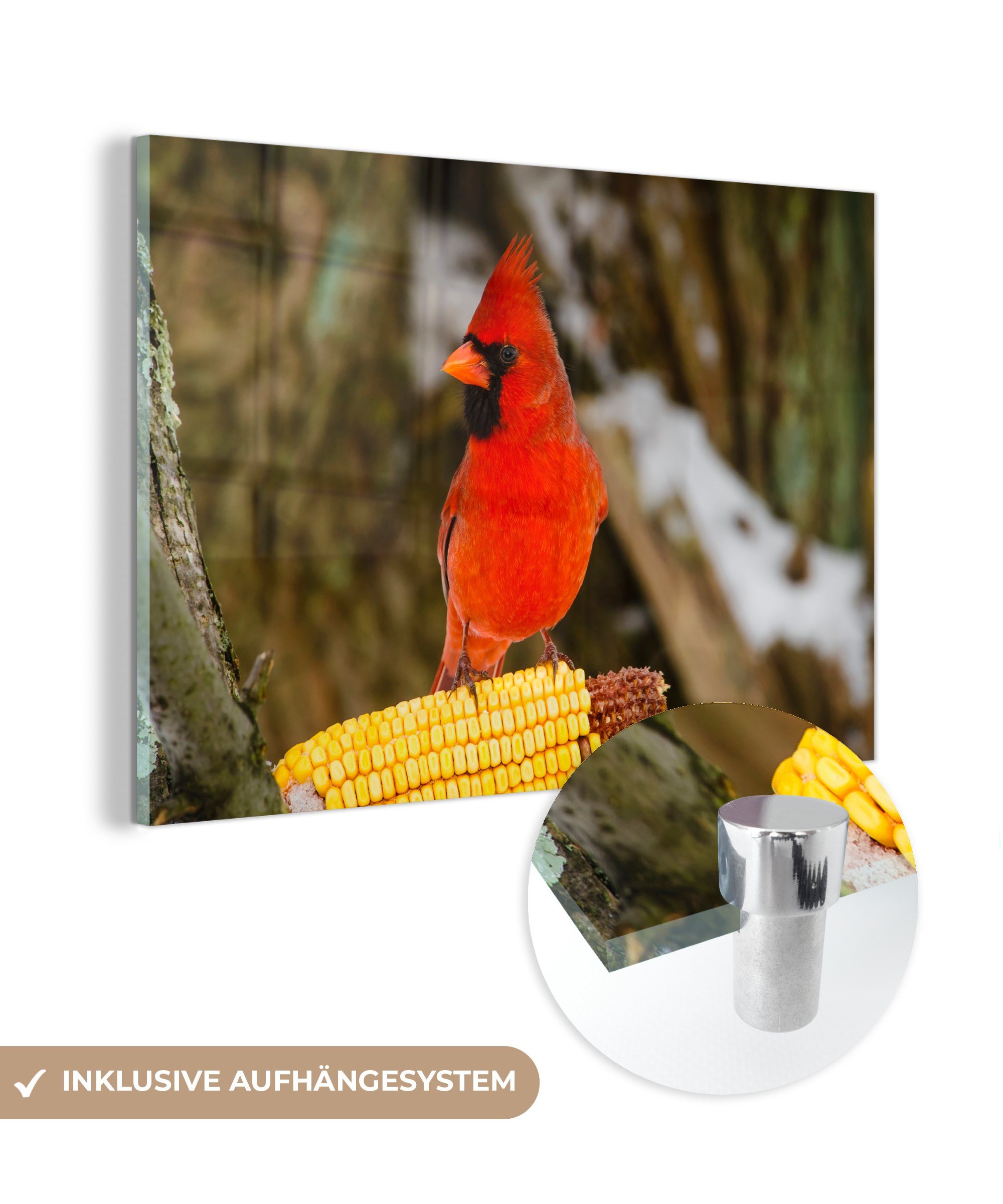 MuchoWow Acrylglasbild Roter Kardinal sitzt auf einem Stück Mais, (1 St), Acrylglasbilder Wohnzimmer & Schlafzimmer
