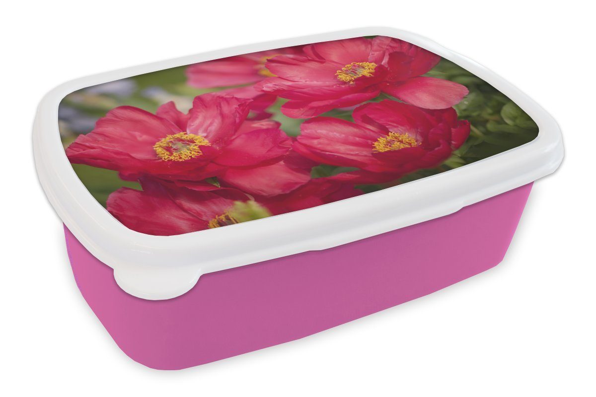 MuchoWow Lunchbox Die roten Pfingstrosen in der Natur, Kunststoff, (2-tlg), Brotbox für Erwachsene, Brotdose Kinder, Snackbox, Mädchen, Kunststoff rosa