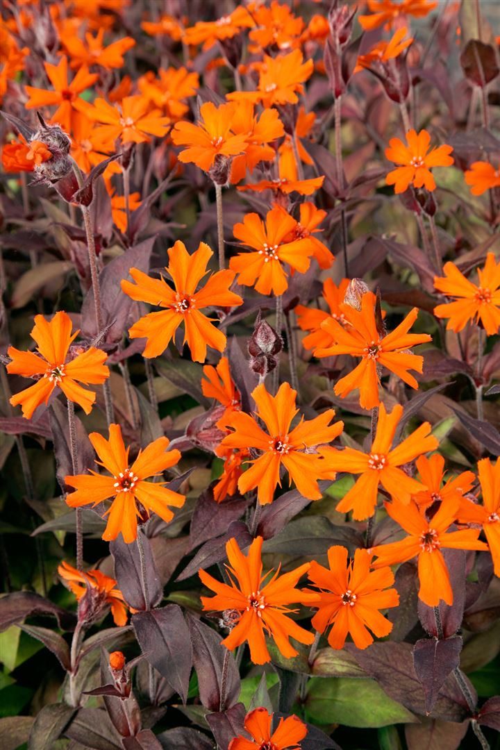 Pflanzen für Dich Staude Lychnis arkwrightii Orange Zwerg, 1 St., Arkwright-Leimkraut, Brennende Liebe