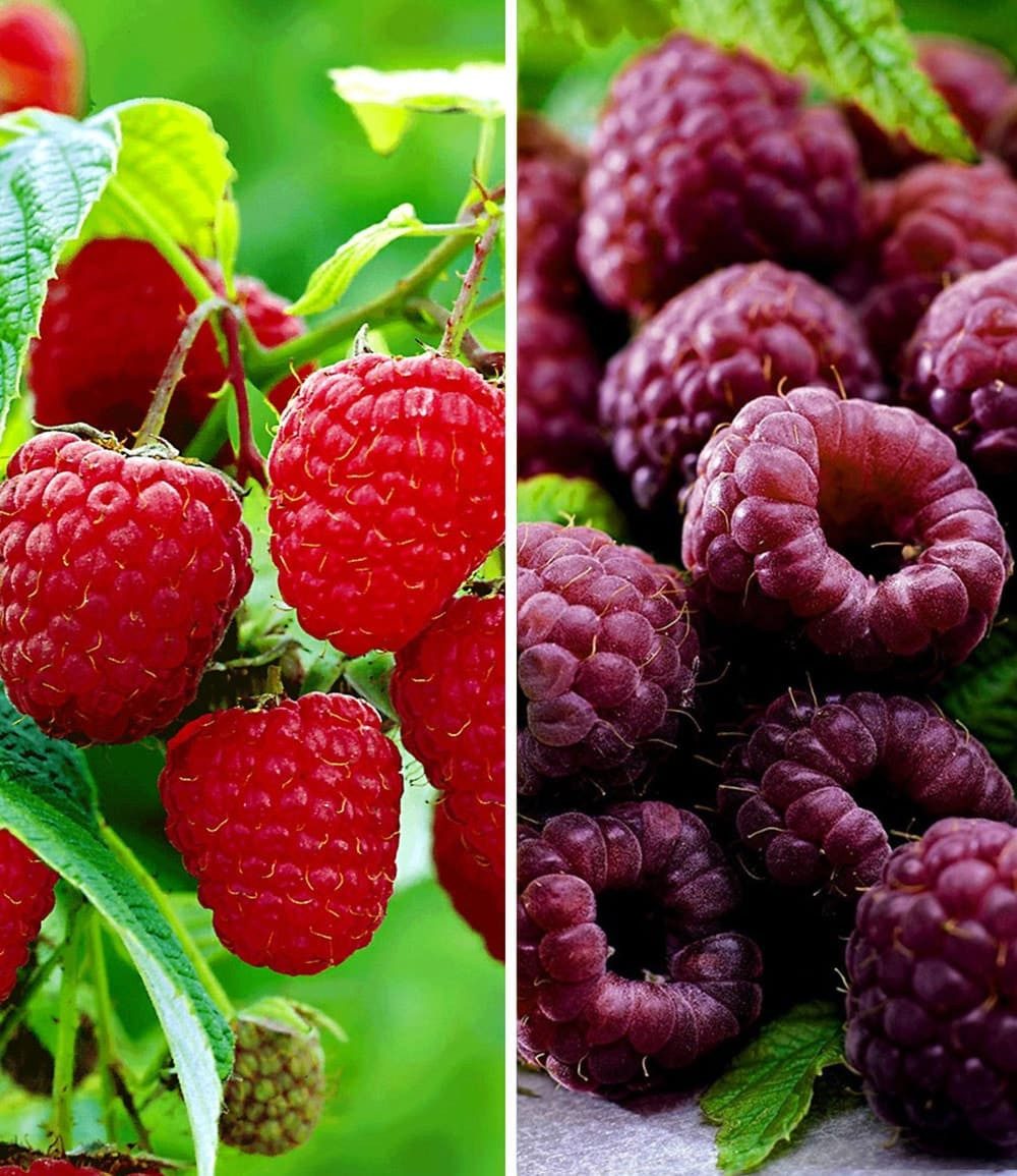 BALDUR Garten Obstpflanze Himbeeren-Kollektion, 2 St., Selbstbefruchtend, essbar, winterhart, mehrjährig, pflegeleicht