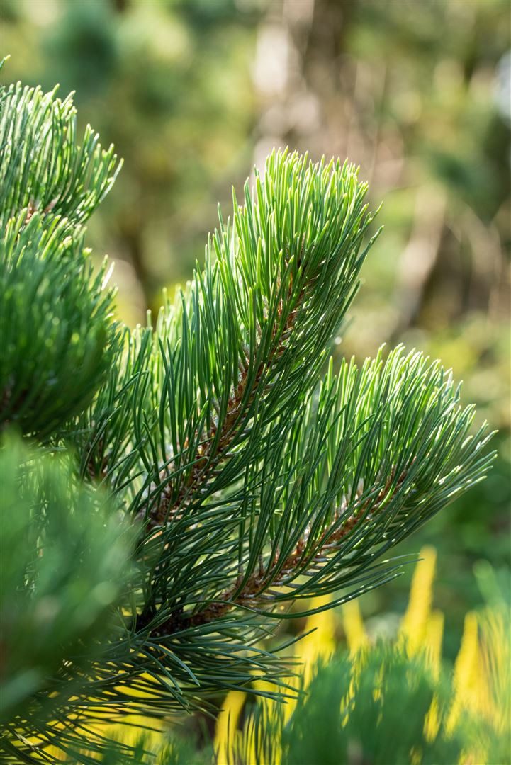 Pflanzen für Dich Konifere Pinus nigra Oregon Green, 1 St., Schwarzkiefer, dunkelgrün, windresistent