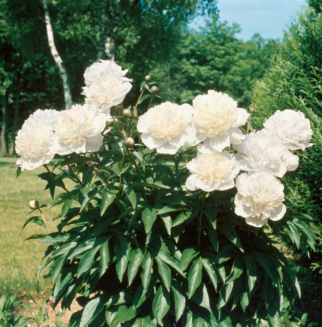 Pflanzen für Dich Staude Paeonia offic. Alba Plena