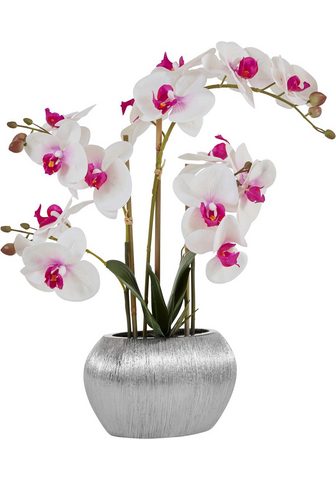 Home affaire Kunstpflanze »Orchidee« aukštis 55 cm ...