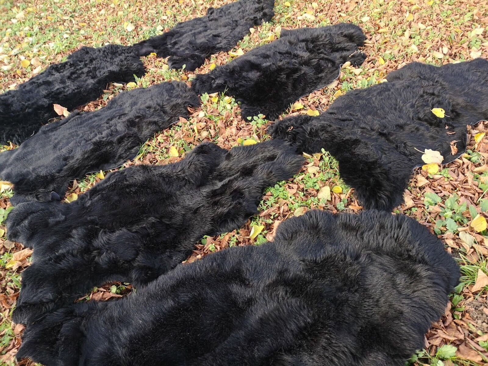 Echte Öko Schaffelle Schwarz - 2. Wahl 90-100cm, Kurzhaarig 2-5cm