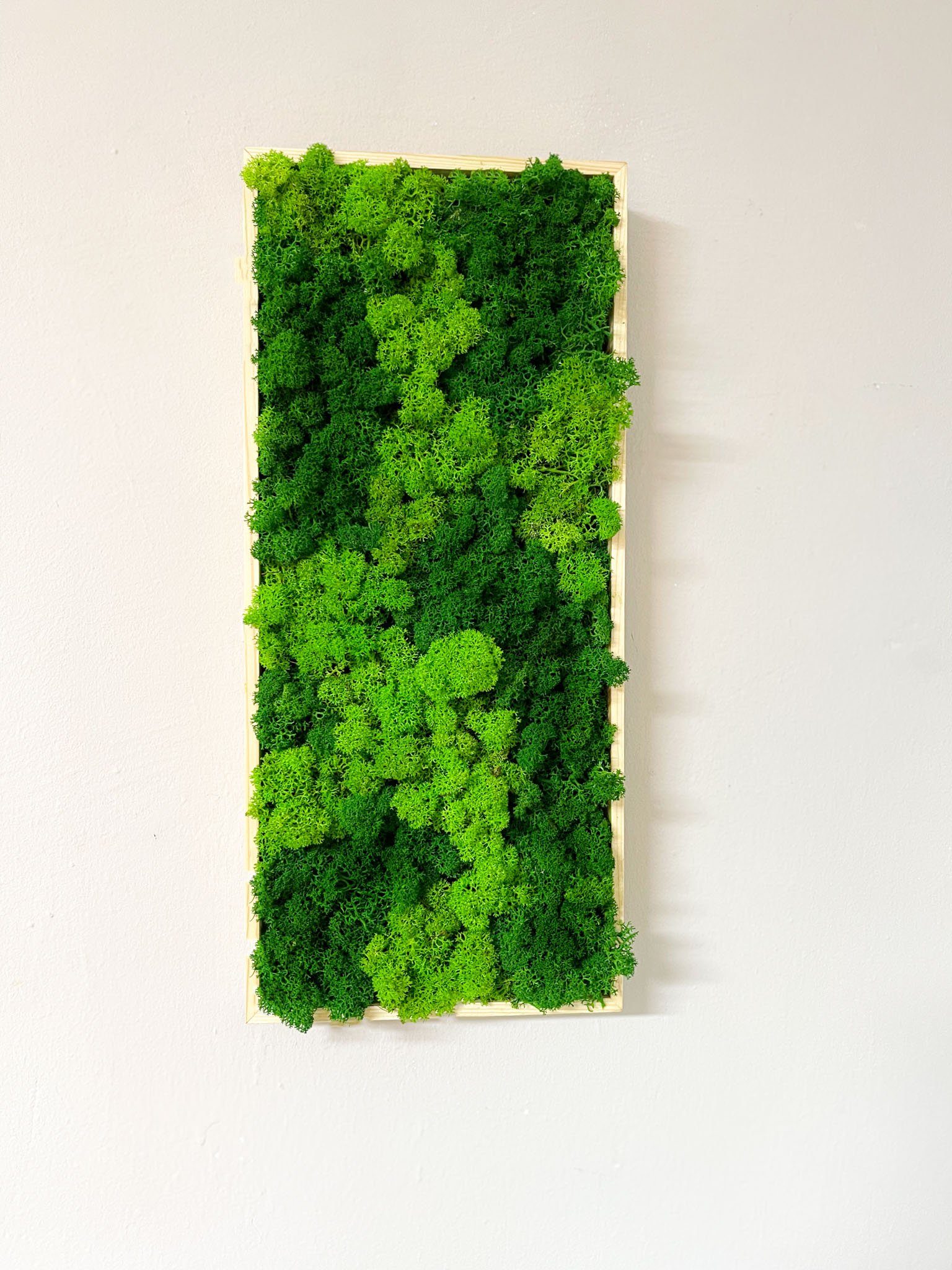 Gedankenwunder Manufaktur Bild Moosbild Rentiermoos Rechteck Rahmen Sorte Islandmoos