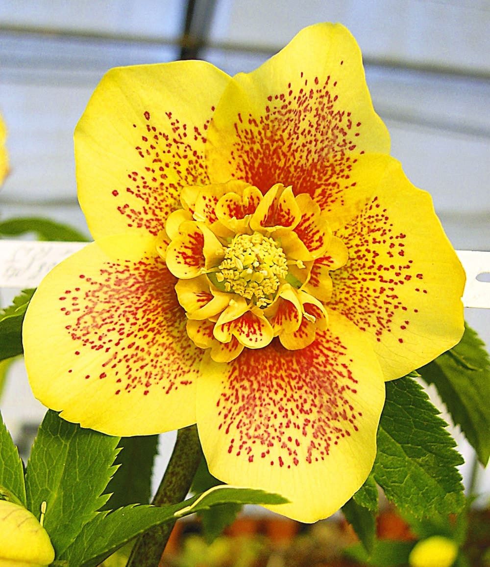 BALDUR Garten Rose Christrose 'Hantay', 1 St., Weihnachtsschneerose, immergrün, winterhart, reichblühend