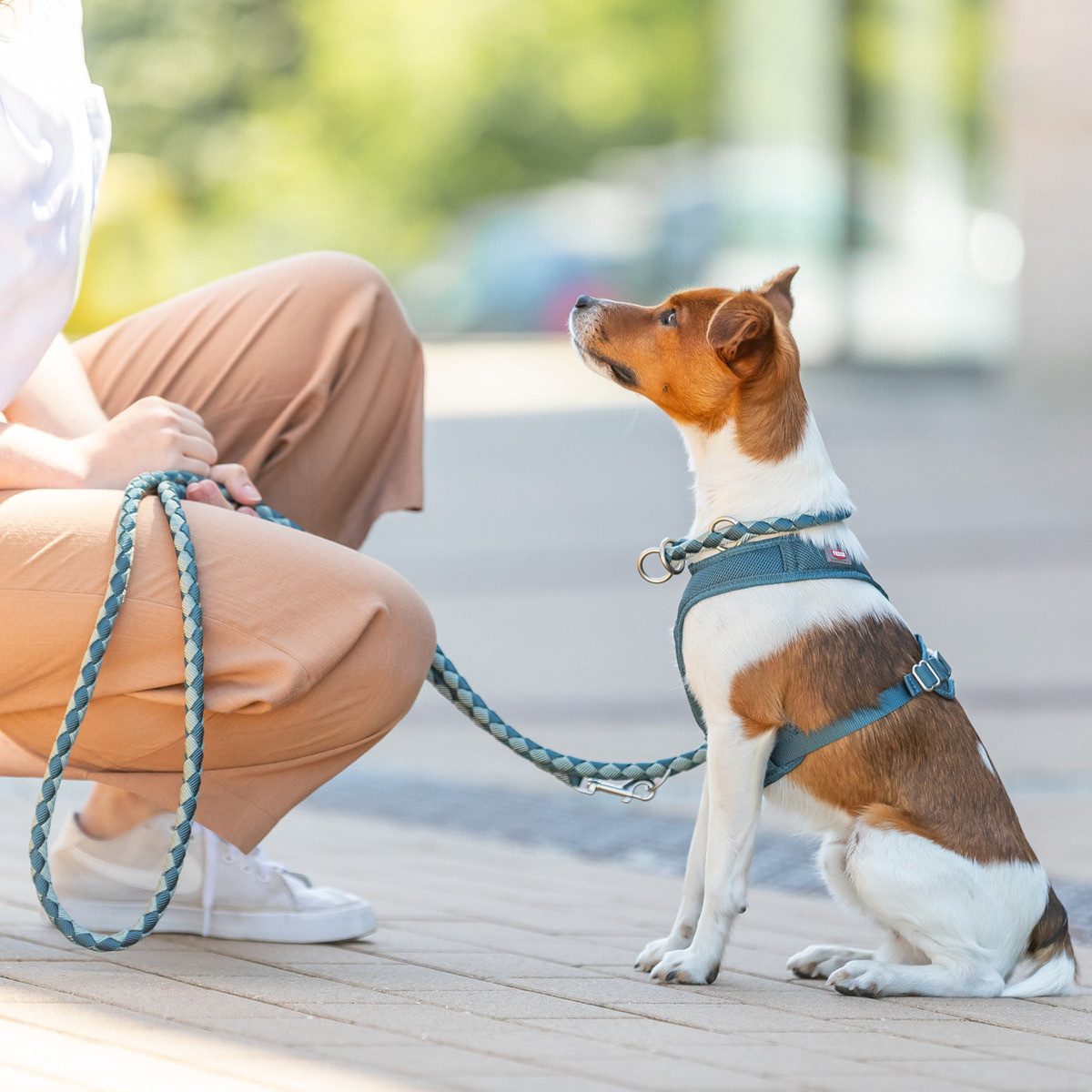 TRIXIE Hunde-Geschirr Premium Active Geschirr petrol günstig online kaufen