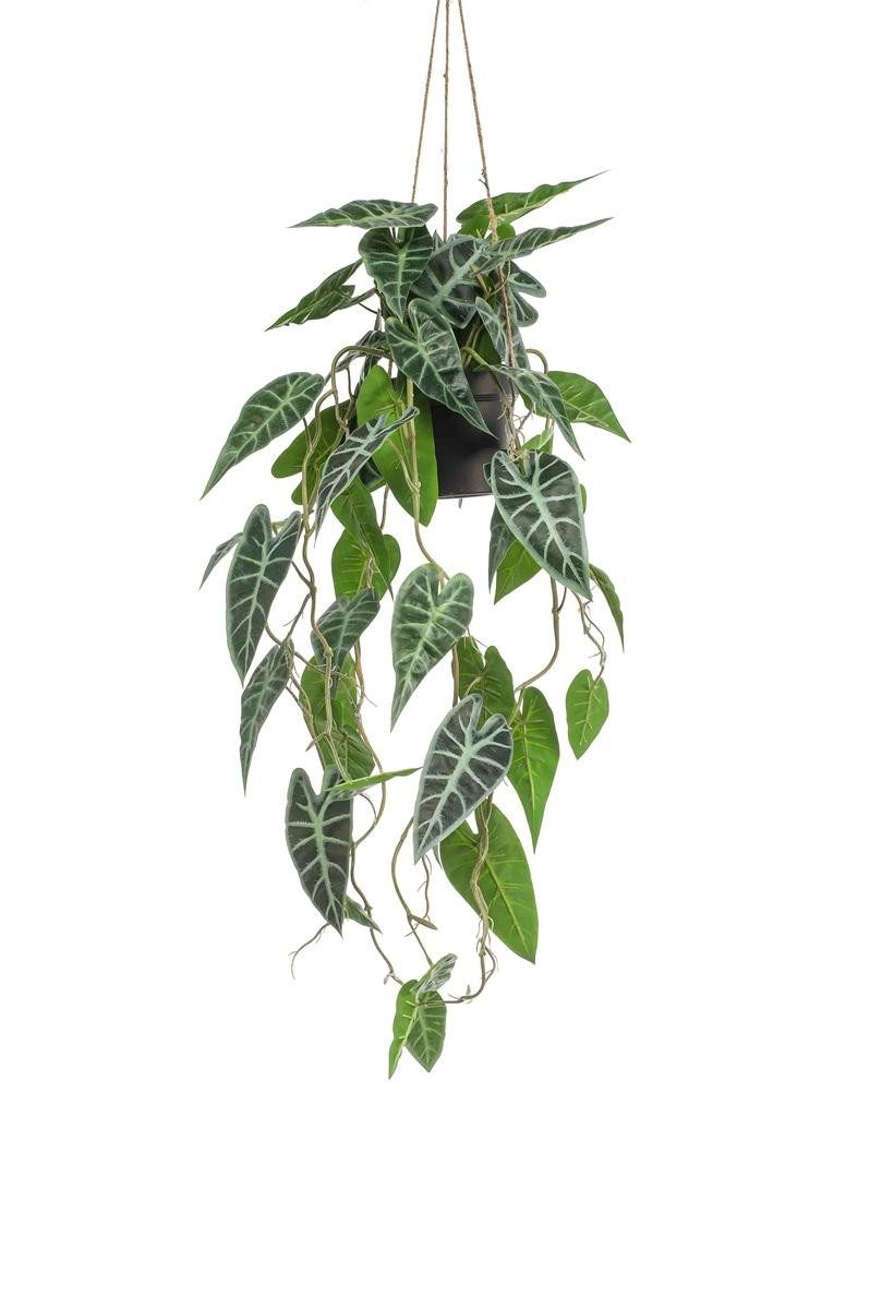 Künstliche Zimmerpflanze Künstliche Alocasia Sanderiana Blumenampel XEZOR, Künstlichetopf, grü Alocasia (Alocasia sanderiana), artplants, Höhe 80.0 cm