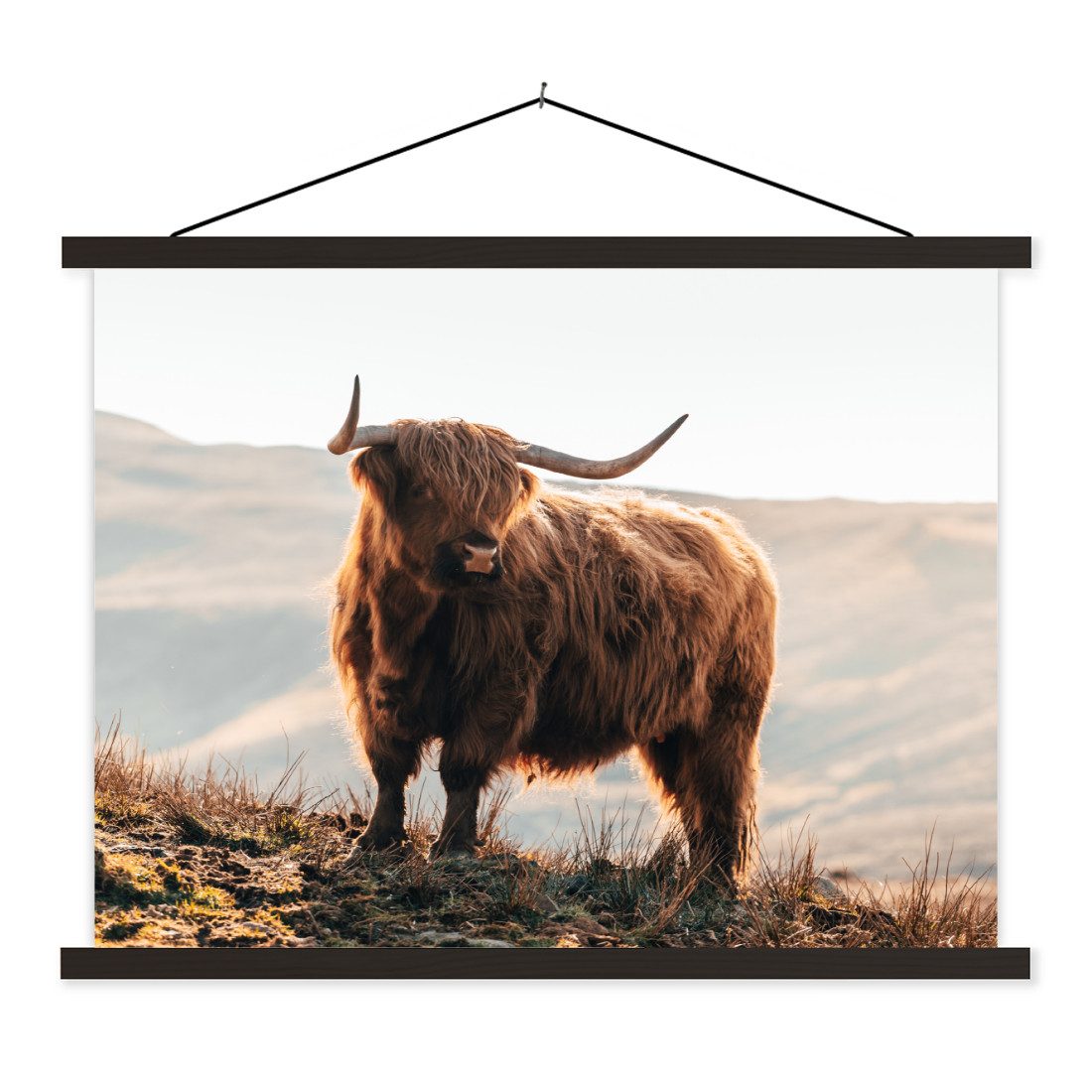 Poster Schottische Highlander - Tiere - Ländlich - Landschaft - Kuh - Natur