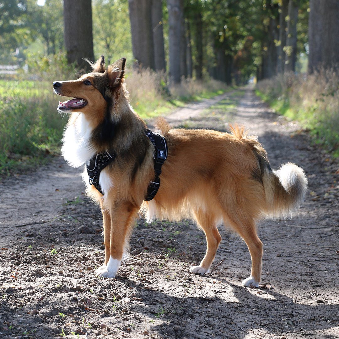DUVO+ Hunde-Geschirr Duvoplus EXPLOR Ultimate Fit No-Pull-Geschirr - granite black Maße: S