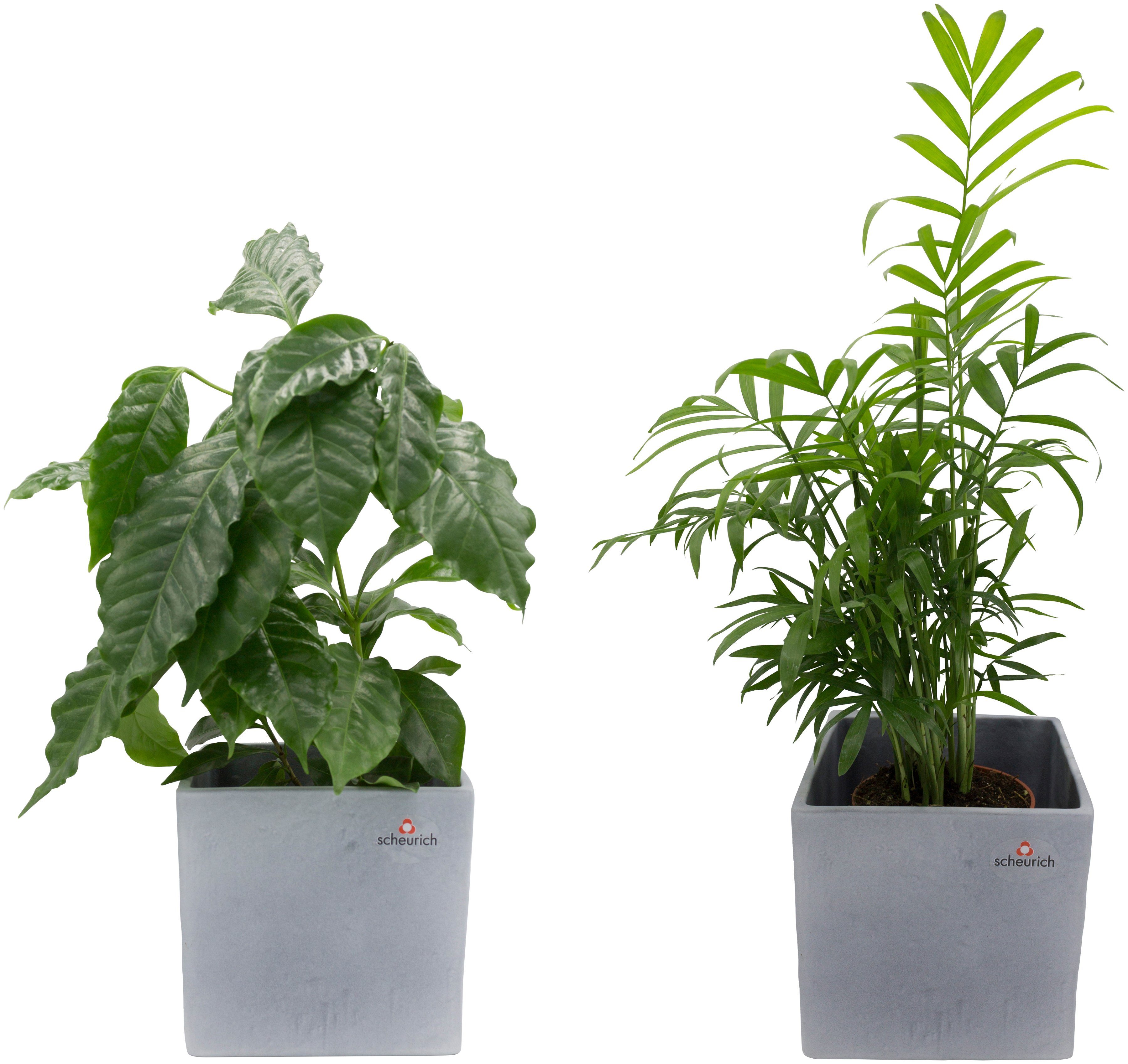 Dominik Zimmerpflanze »Palmen-Set«, Höhe: 15 cm, 2 Pflanzen in Dekotöpfen-HomeTrends