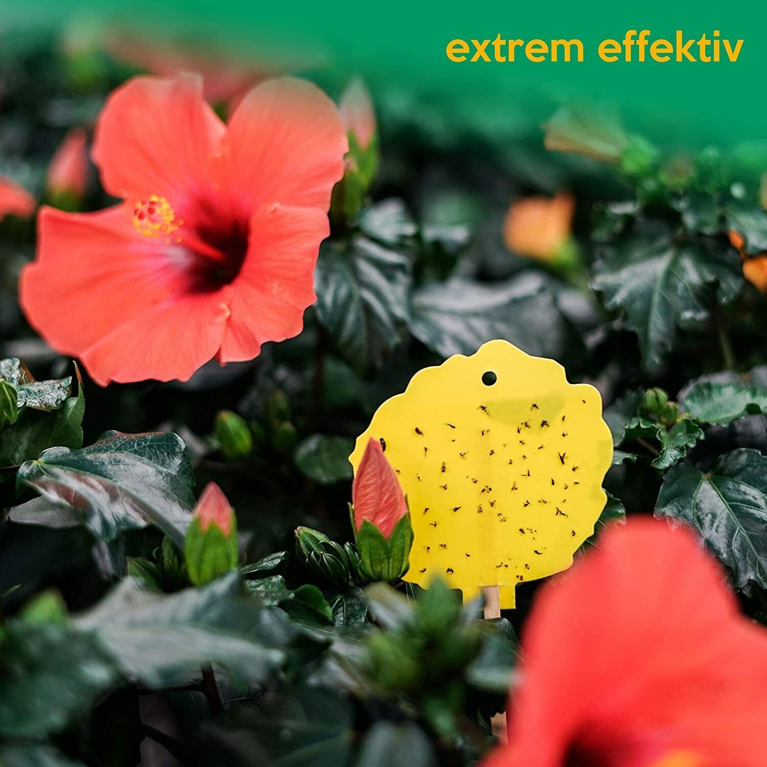 Inseko Klebefalle 60 x inseko Profi Gelbsticker Gelbtafeln Gelbfalle Fliegenfalle, umweltfreundlich & giftfrei