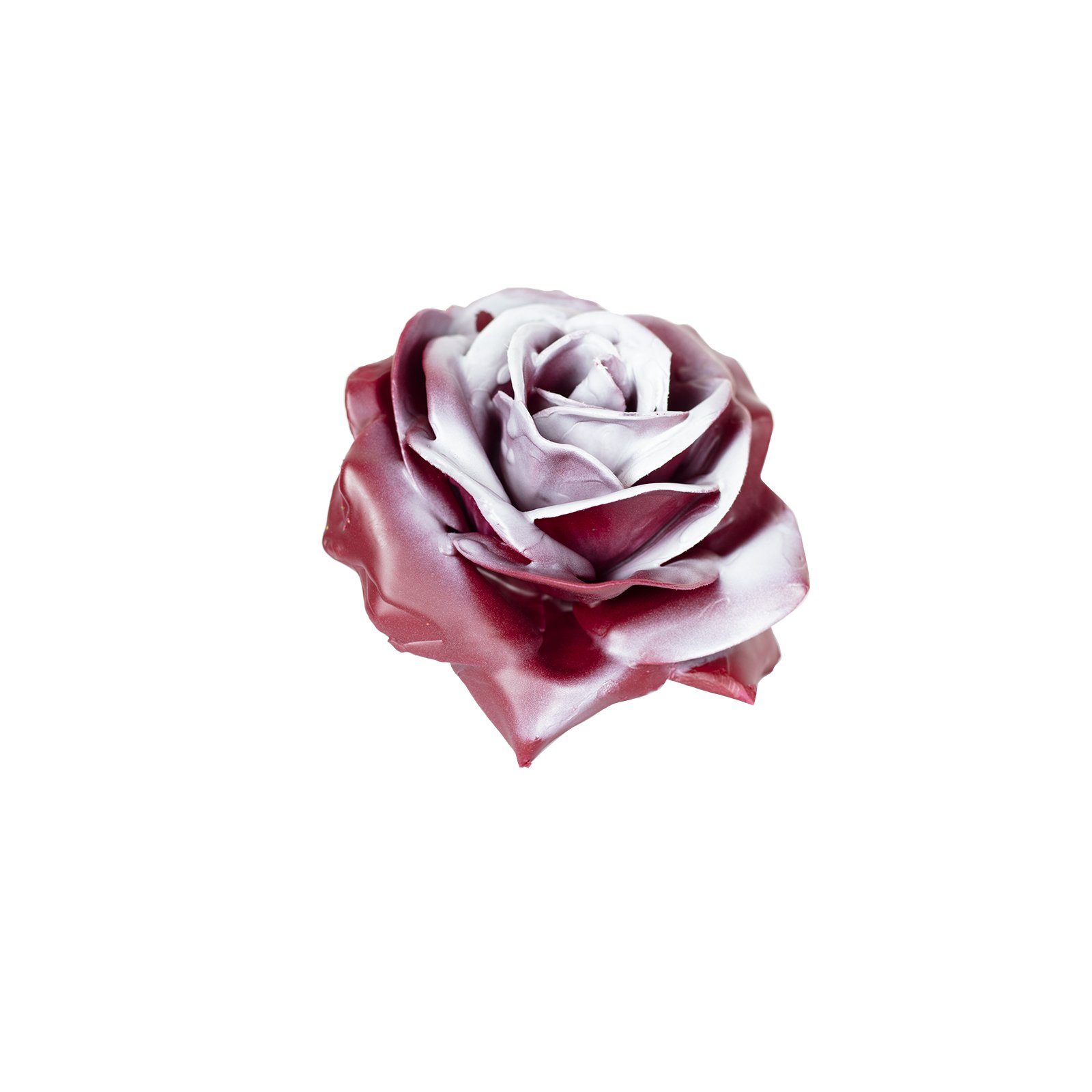 Trockenblume 10er-Set Wachsrose - Bord Blush White, Primera, Höhe 20 cm