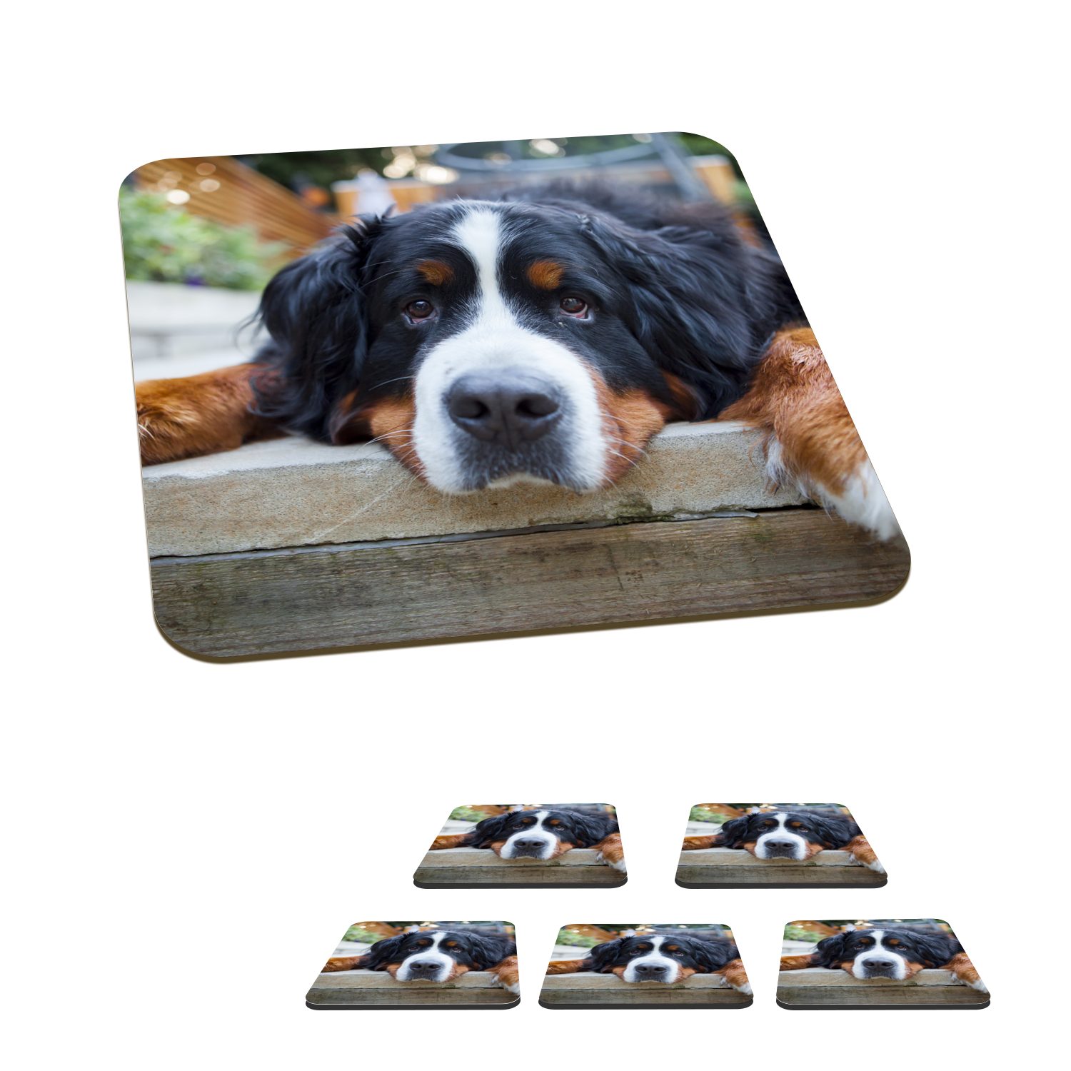 MuchoWow Glasuntersetzer Shady Berner Sennenhund, Zubehör für Gläser, 6-tlg., Glasuntersetzer, Tischuntersetzer, Korkuntersetzer, Untersetzer, Tasse