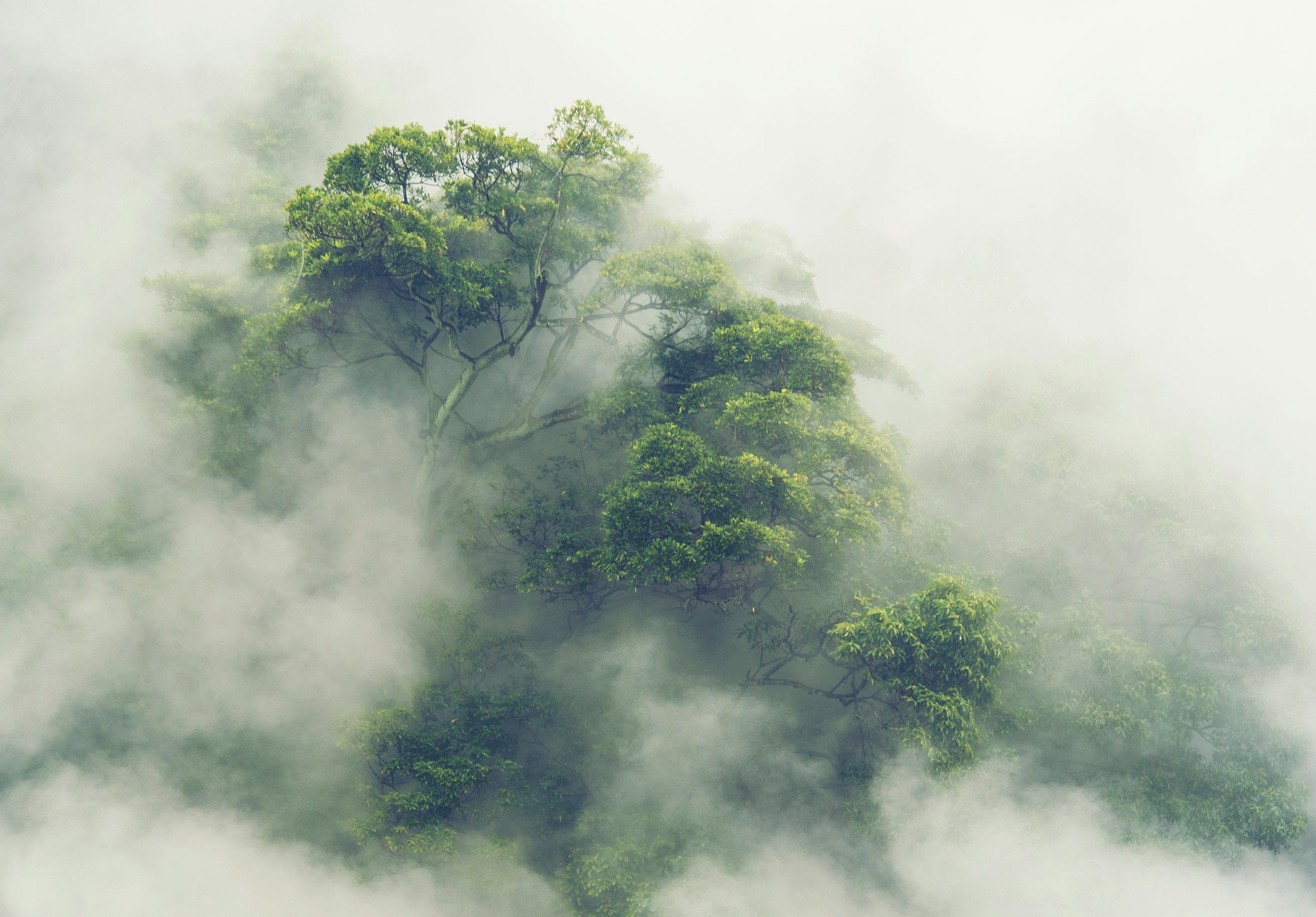 Wallarena Fototapete Wald im Nebel Japan Vlies Tapete Wohnzimmer Schlafzimmer Wandtapete, Glatt, Natur, Vliestapete inklusive Kleister