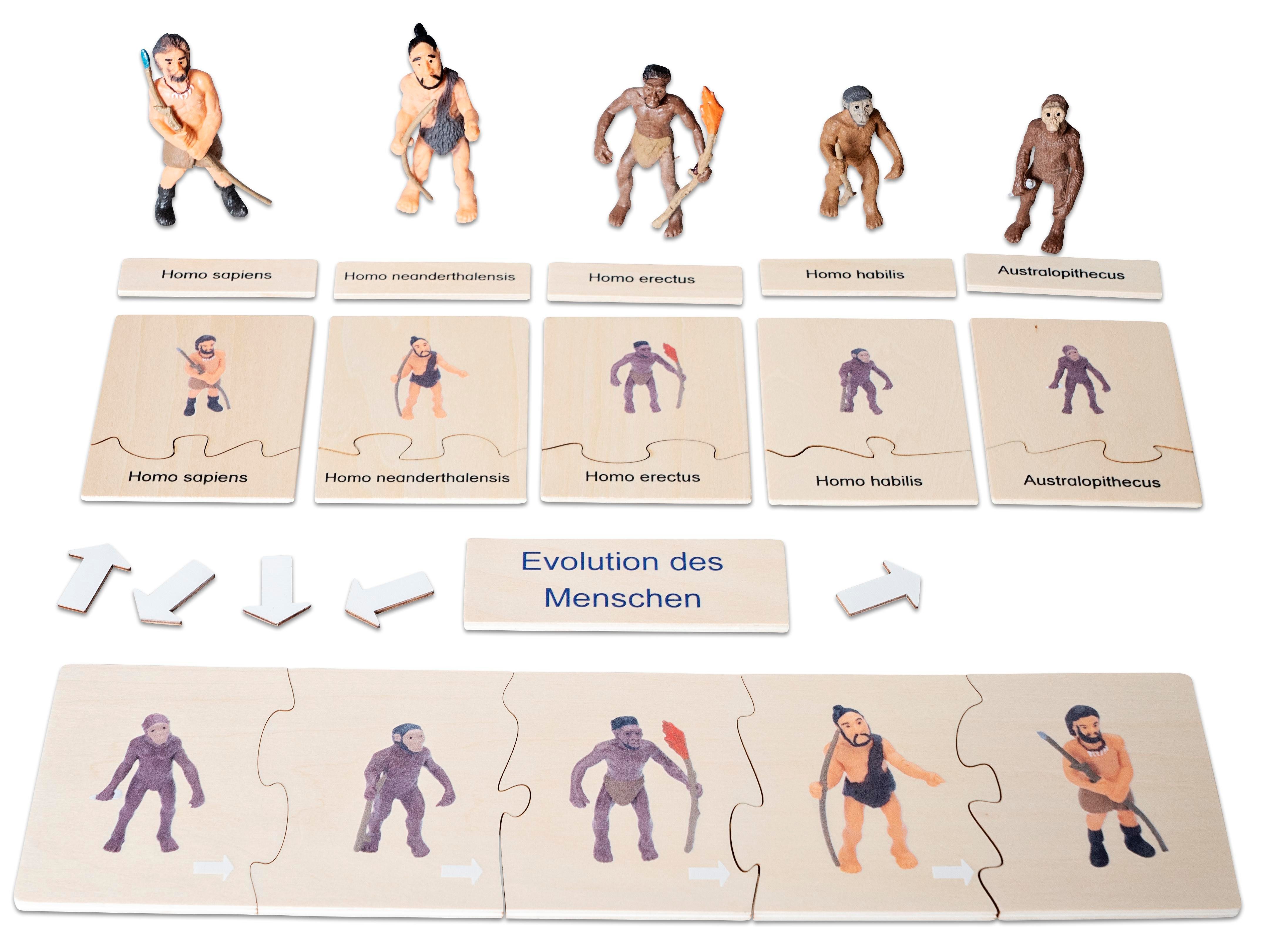 Betzold Lernspielzeug Evolution des Menschen