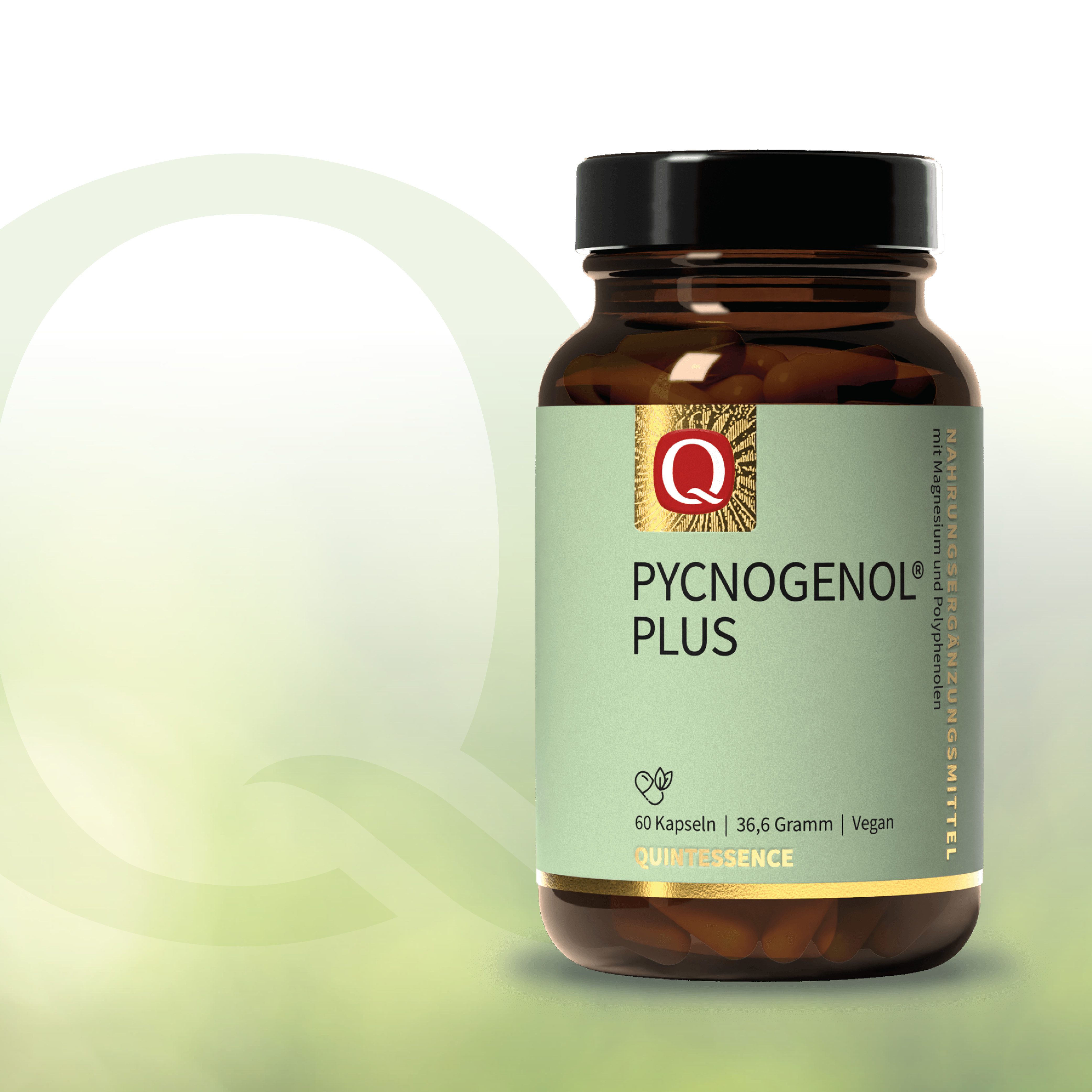 Quintessence Pycnogenol® Plus - Extrakt aus der Rinde der franz. Meereskiefer - 60 Kapseln, 36.6 g