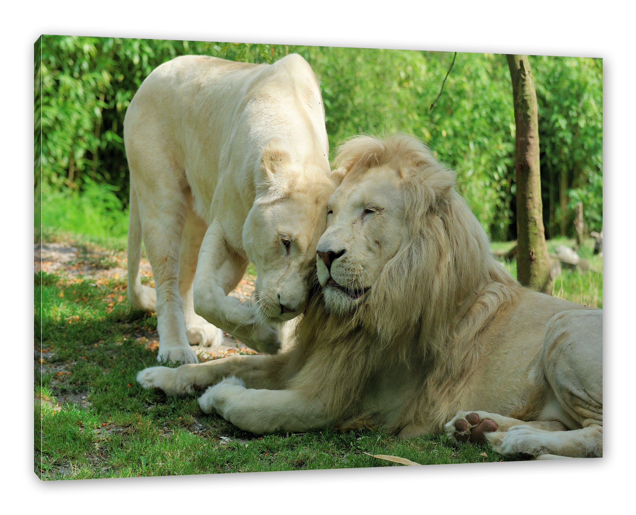 Pixxprint Leinwandbild verliebtes Löwenpaar, verliebtes (1 St), Leinwandbild inkl. bespannt, Löwenpaar fertig Zackenaufhänger
