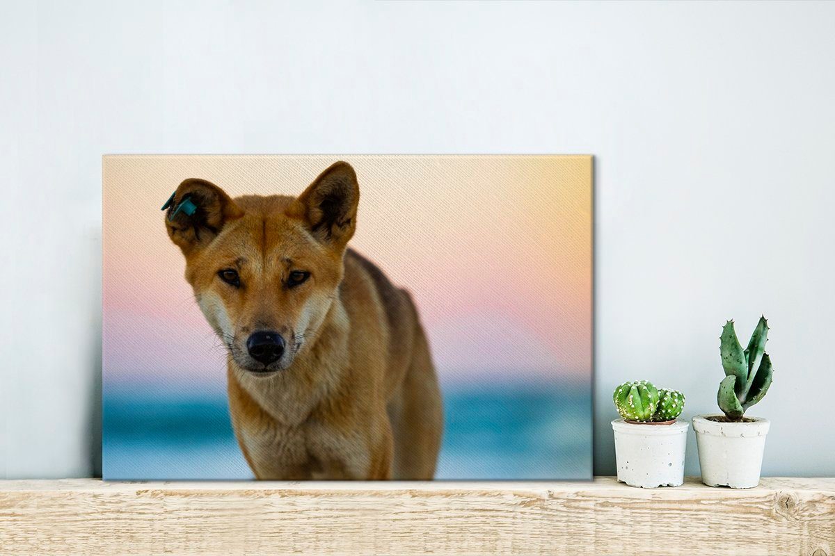 OneMillionCanvasses® Leinwandbild Portraitfoto Dingo-Hund cm verblasstem Wanddeko, (1 St), Leinwandbilder, Hintergrund, 30x20 Aufhängefertig, vor Wandbild