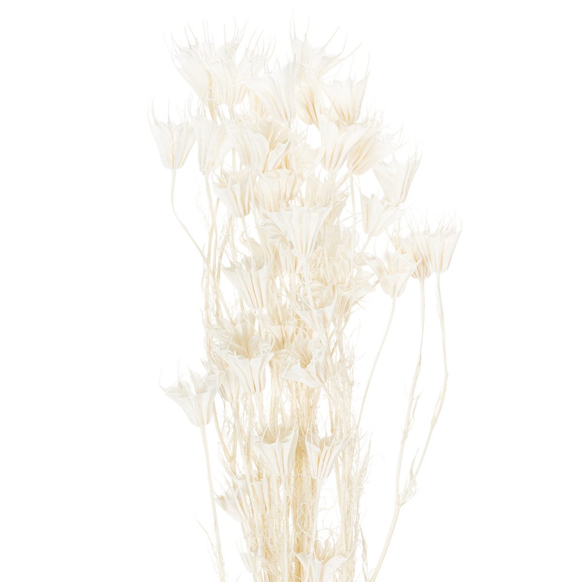 Florists Products Bastelnaturmaterial Elegantes Nigella Trockenblumen-Bouquet für moderne Dekoration