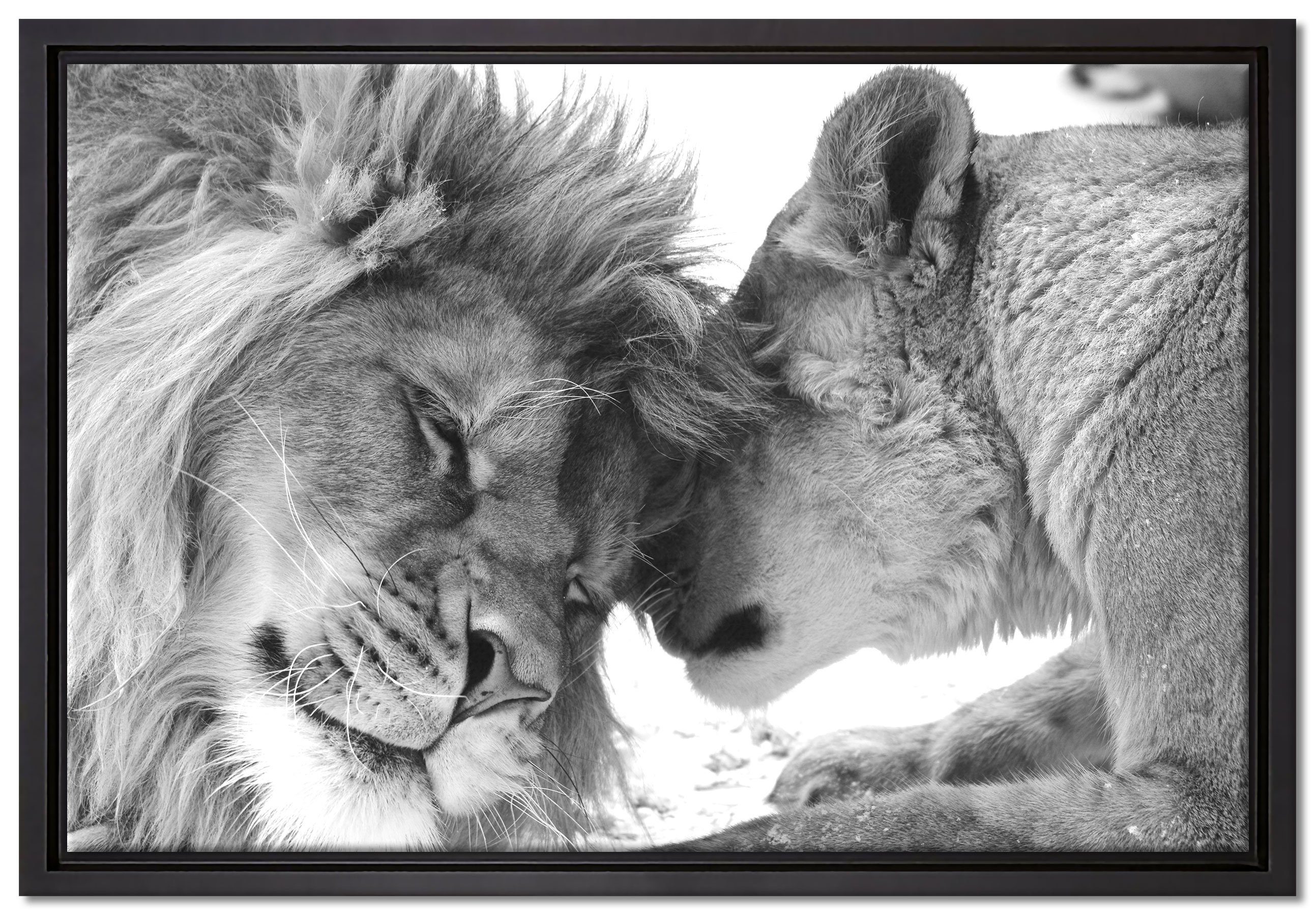 Pixxprint Leinwandbild Bezauberndes kuschelndes Löwenpaar, Wanddekoration (1 St), Leinwandbild fertig bespannt, in einem Schattenfugen-Bilderrahmen gefasst, inkl. Zackenaufhänger