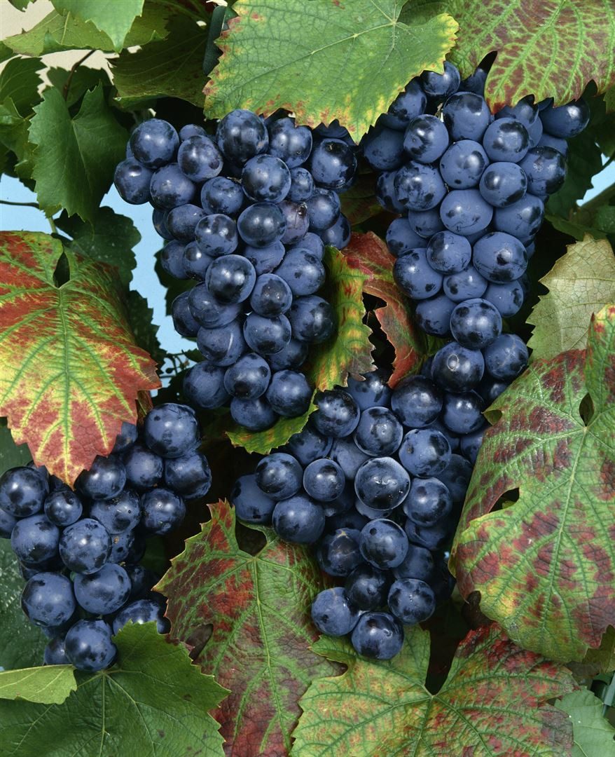 Pflanzen für Dich Obstpflanze Vitis vinifera 'Regent', 1 St., Regent-Rebe, Regent-Traube, Weinrebe, rotblau, pilzresistent – Bild 2 von 4