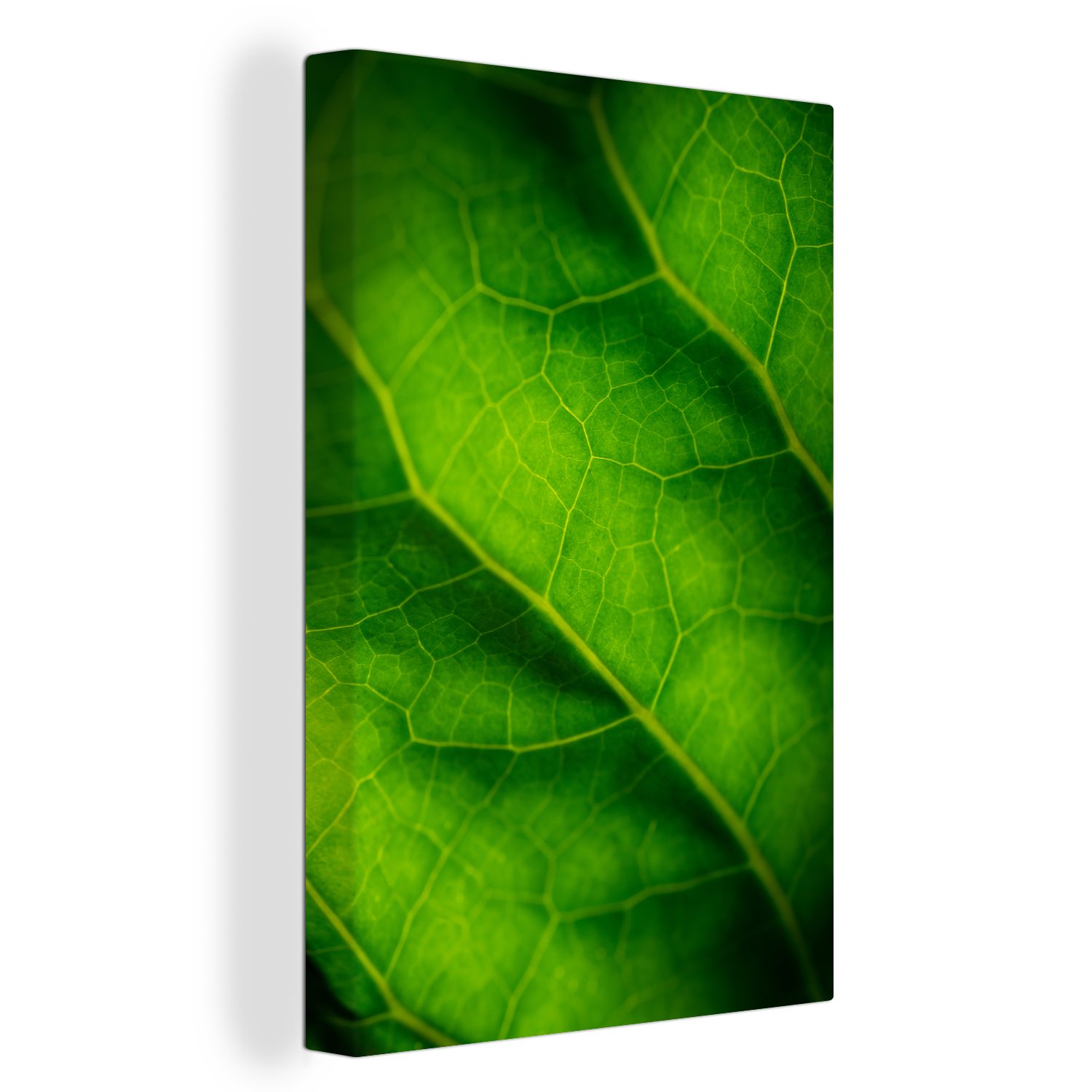 OneMillionCanvasses® Leinwandbild Grüne fertig St), eines Farben 20x30 Blattes, bespannt (1 Leinwandbild Zackenaufhänger, botanischen Gemälde, inkl. cm