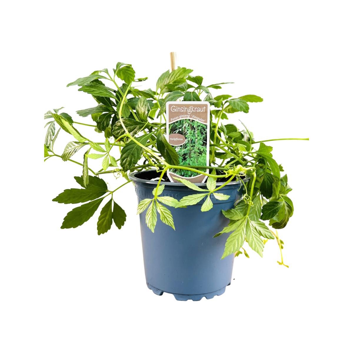 Pflanzen für Dich Staude Gynostemma pentaphyllum, 1 St., Jiaogulan, Fünfblättriger Ginseng