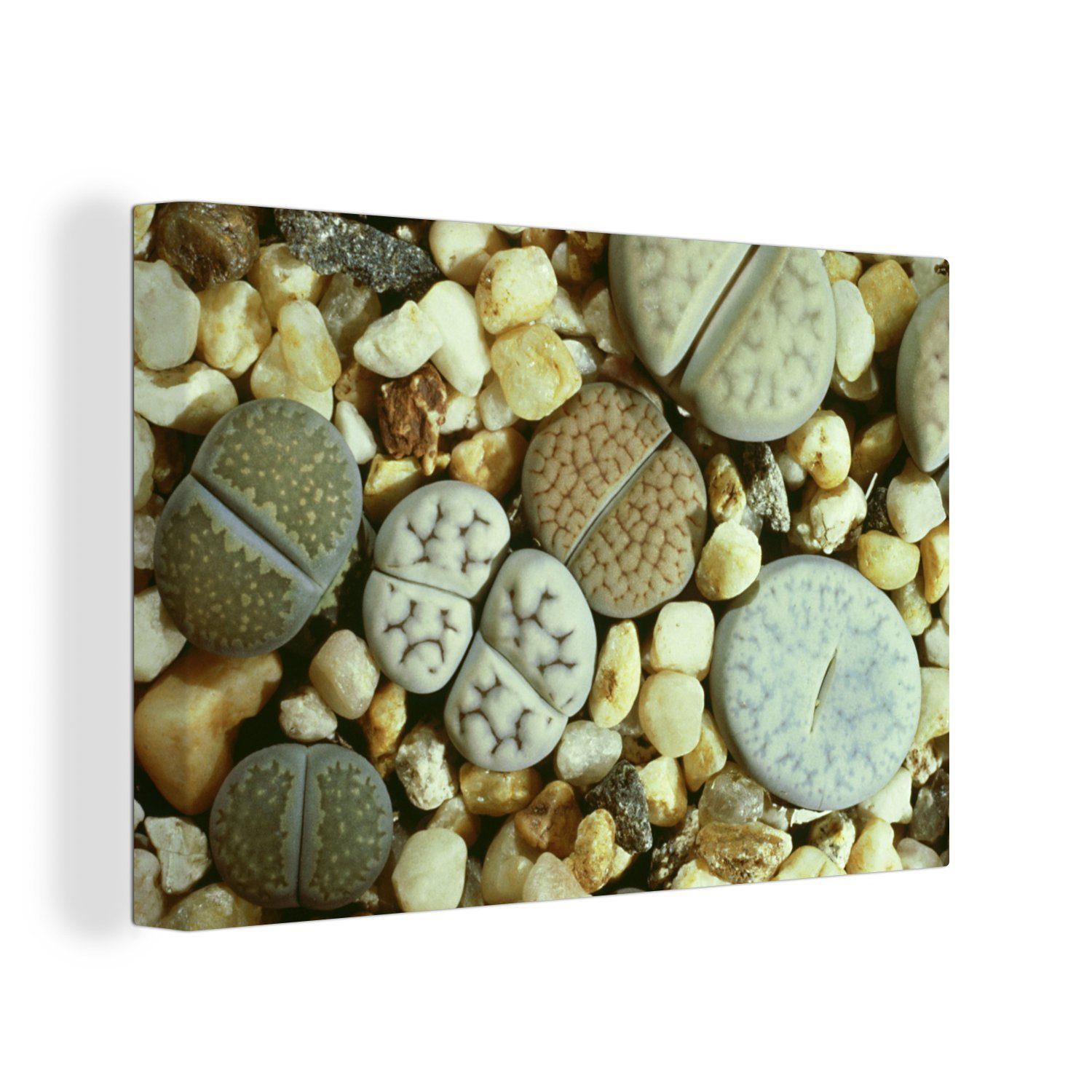 OneMillionCanvasses® Leinwandbild Die Steinblume Lithops in Südafrika, (1 St), Wandbild Leinwandbilder, Aufhängefertig, Wanddeko, 30x20 cm