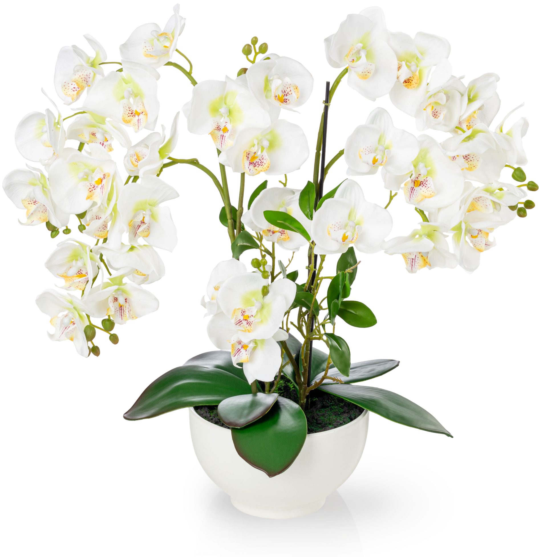 Kunstorchidee PASCH® XXL Orchidee künstlich wie echt (56cm) in Hochglanz-Keramiktopf Orchidee, PASCH
