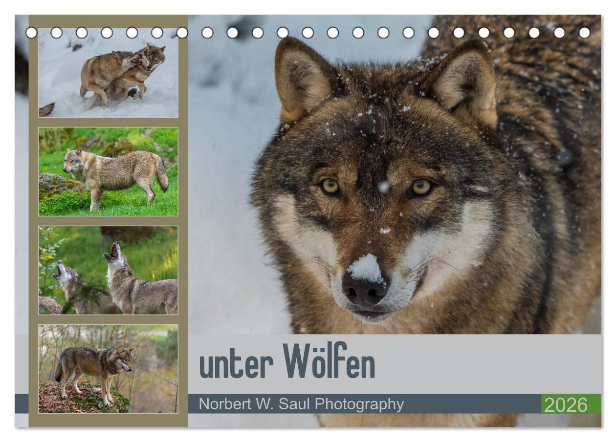 CALVENDO Wandkalender unter Wölfen (Tischkalender 2026 DIN A5 quer), CALVENDO Monatskalender