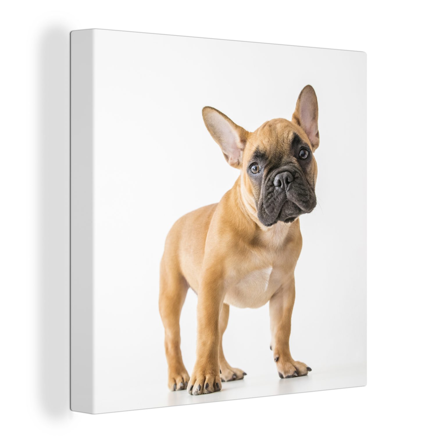 OneMillionCanvasses® Leinwandbild Französische Schlafzimmer - Weiß, - Wohnzimmer Leinwand St), Bilder Braun Bulldogge für (1