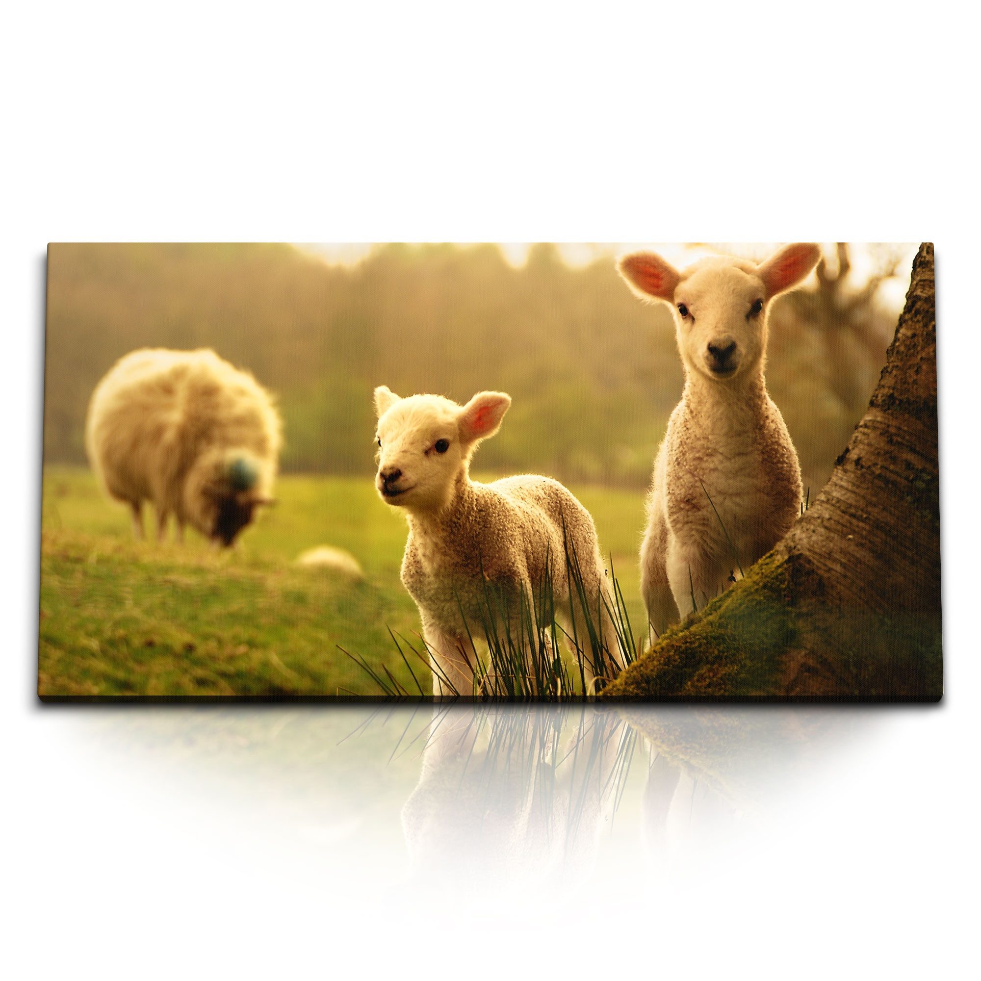 Leinwandbild Kunstdruck Bilder 120x60cm Kleine Schaffe Lämmchen Tierfotografie Baue