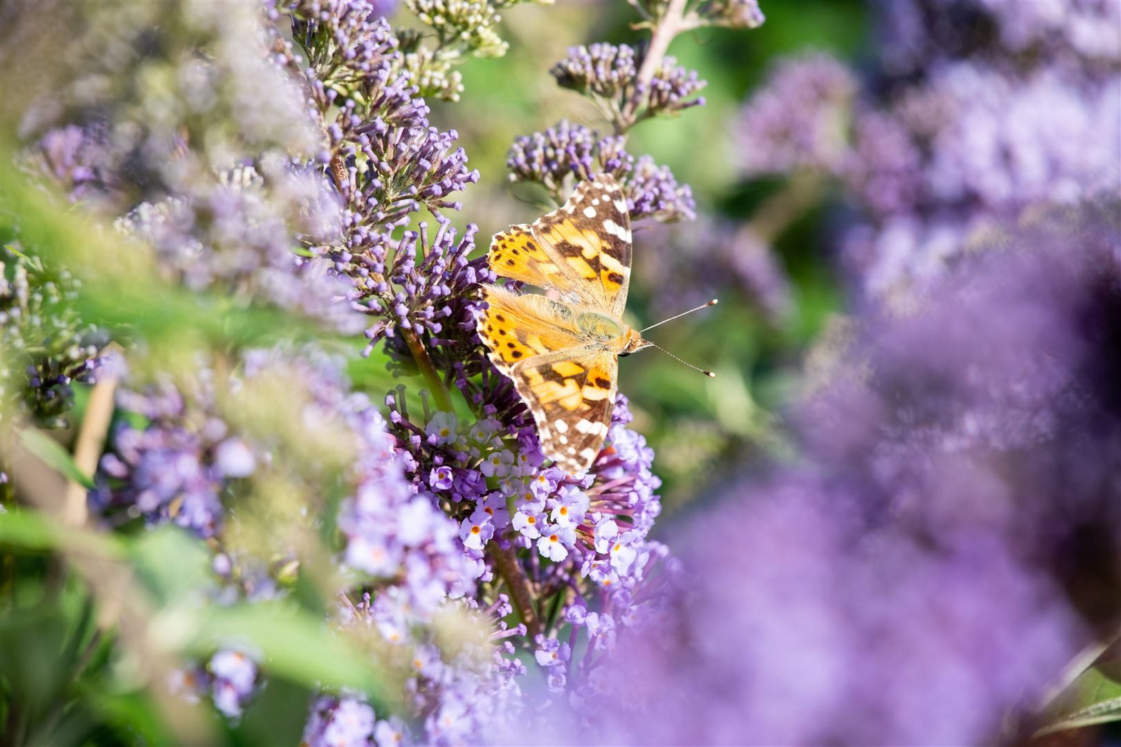 Pflanzen für Dich Gehölze Buddleja davidii 'Empire Blue', 1 St., Schmetterlingsflieder, Sommerflieder – Bild 3 von 5