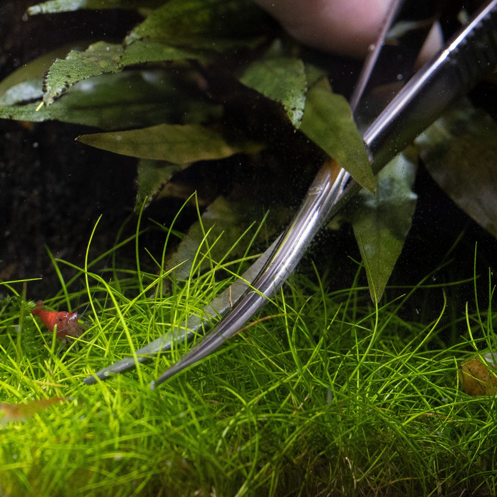 DENNERLE Aquariumpflege Plant Scissor Spring, aus Edelstahl, Federmechanik