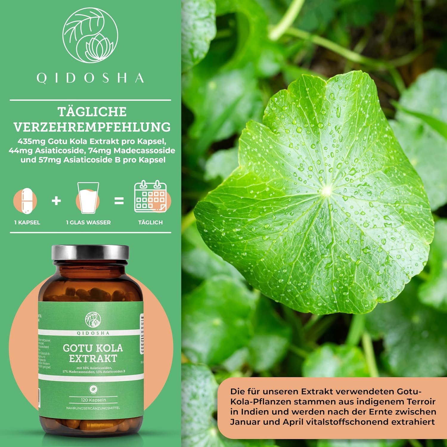 QIDOSHA Gotu Kola Extrakt (Indischer Wassernabel) mit 10% Asiaticosiden Kapseln, 120 er 60:1 Extrakt, höchster Wirkstoffgehalt mit 10% Asiaticoside, 17% Madecassoside, 13% Asiaticoside B, 120 Kapseln im Apothekerglas, Indischer Wassernabel, Tigergras à 120 St., 66 g