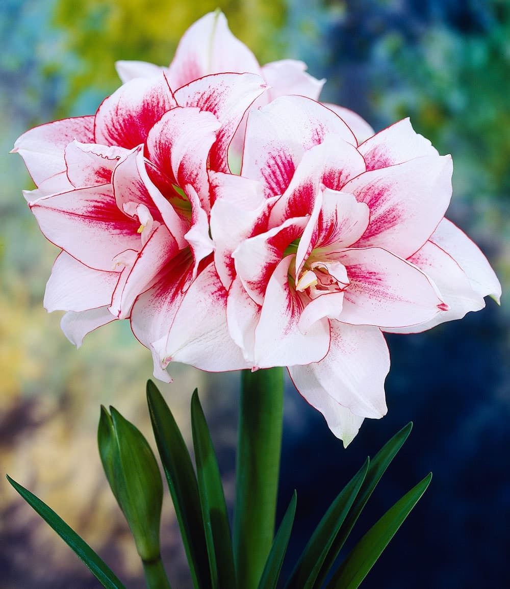 BALDUR Garten Zimmerpflanze Gefüllte Amaryllis 'Elvas®', 1 St., Ritterstern, mehrjährig, weiß-pink, großblütig, pflegeleicht