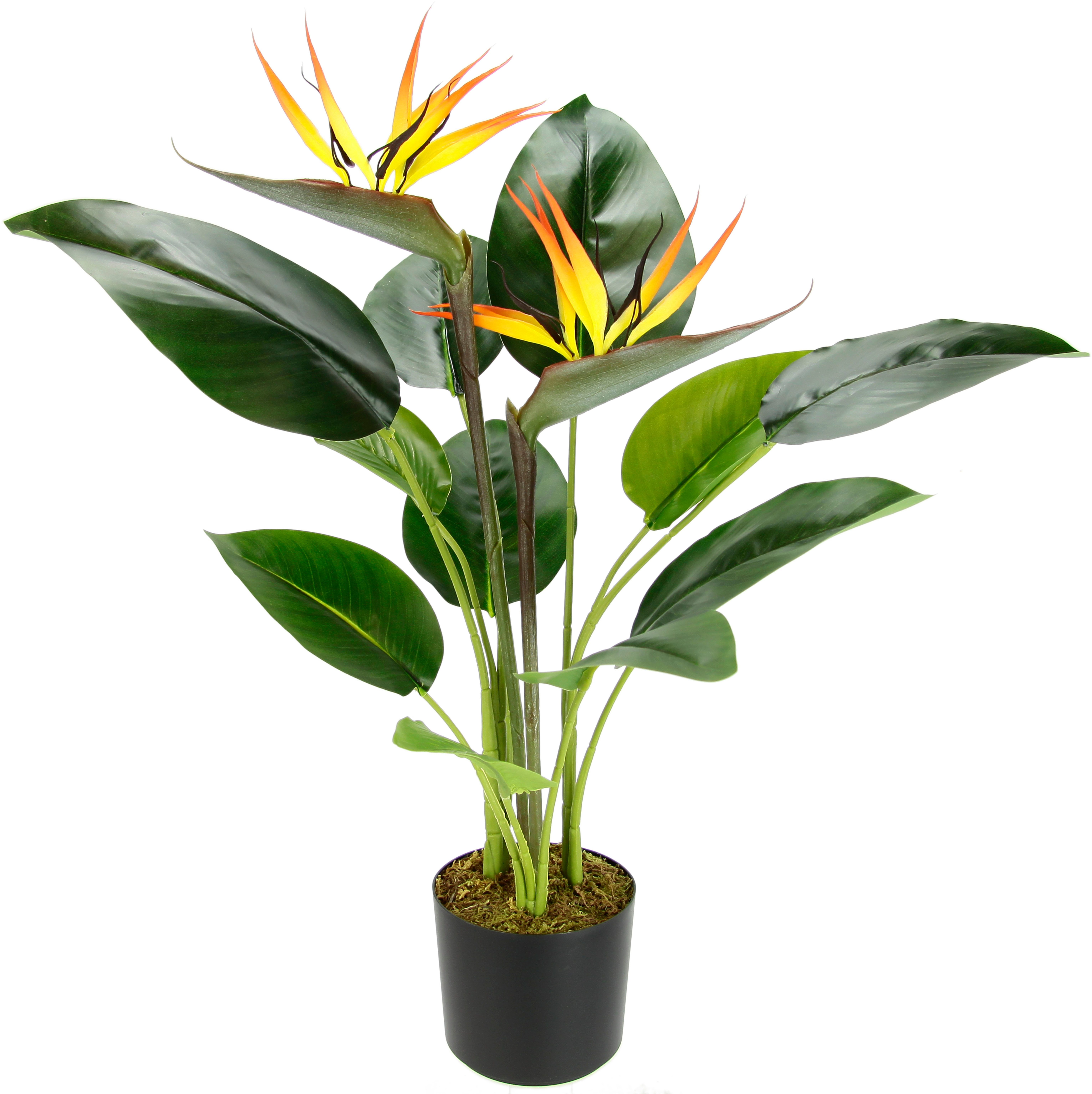 Kunstpflanze Strelitzienpflanze im Topf, I.GE.A., Höhe 62 cm, Kunstblumen Z günstig online kaufen