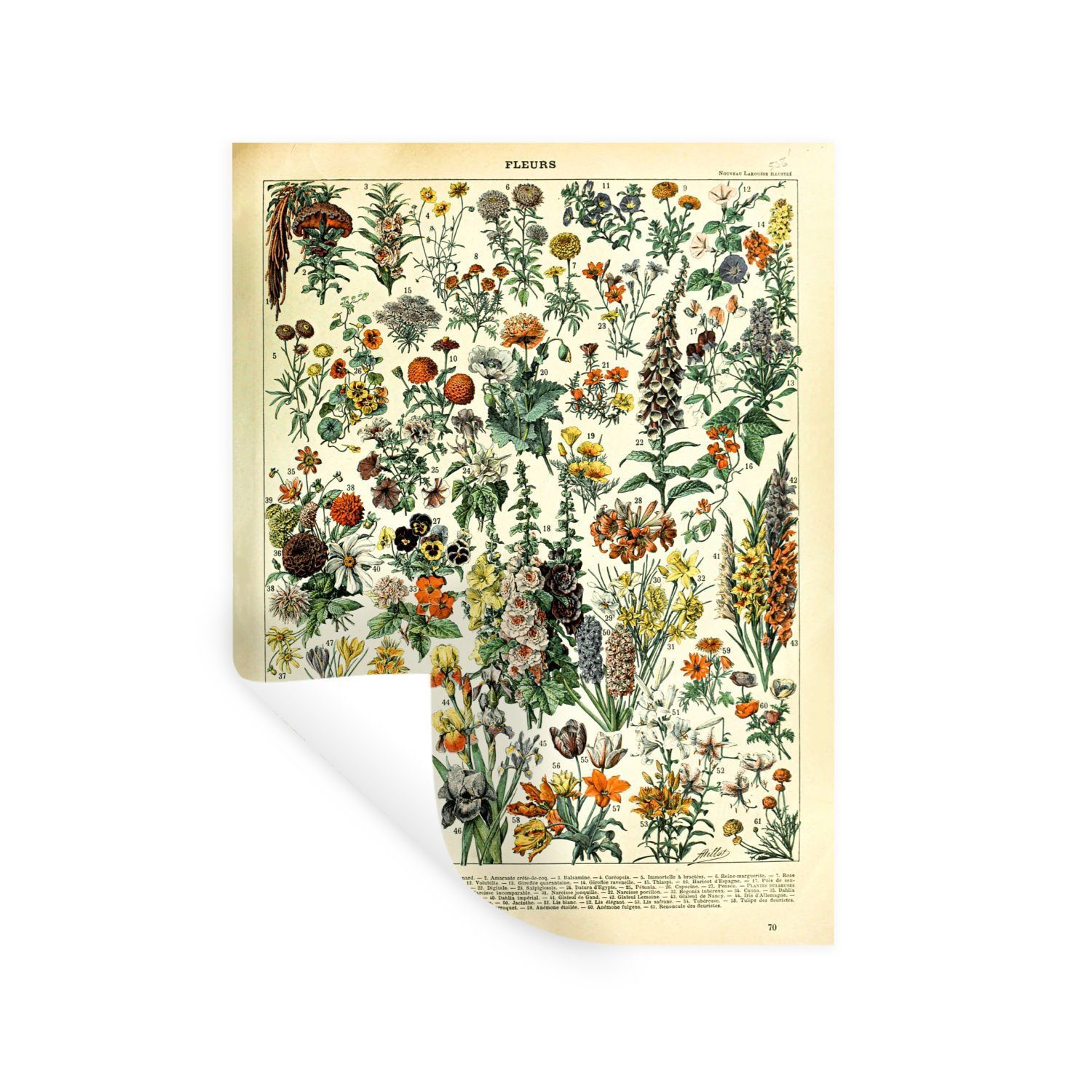MuchoWow Wandsticker Blumen - Pflanzen - Vintage - Adolphe Millot - Kunst (1 St), Wandaufkleber, Wandtattoo, Selbstklebend, Wohnzimmer, Schlafzimmer