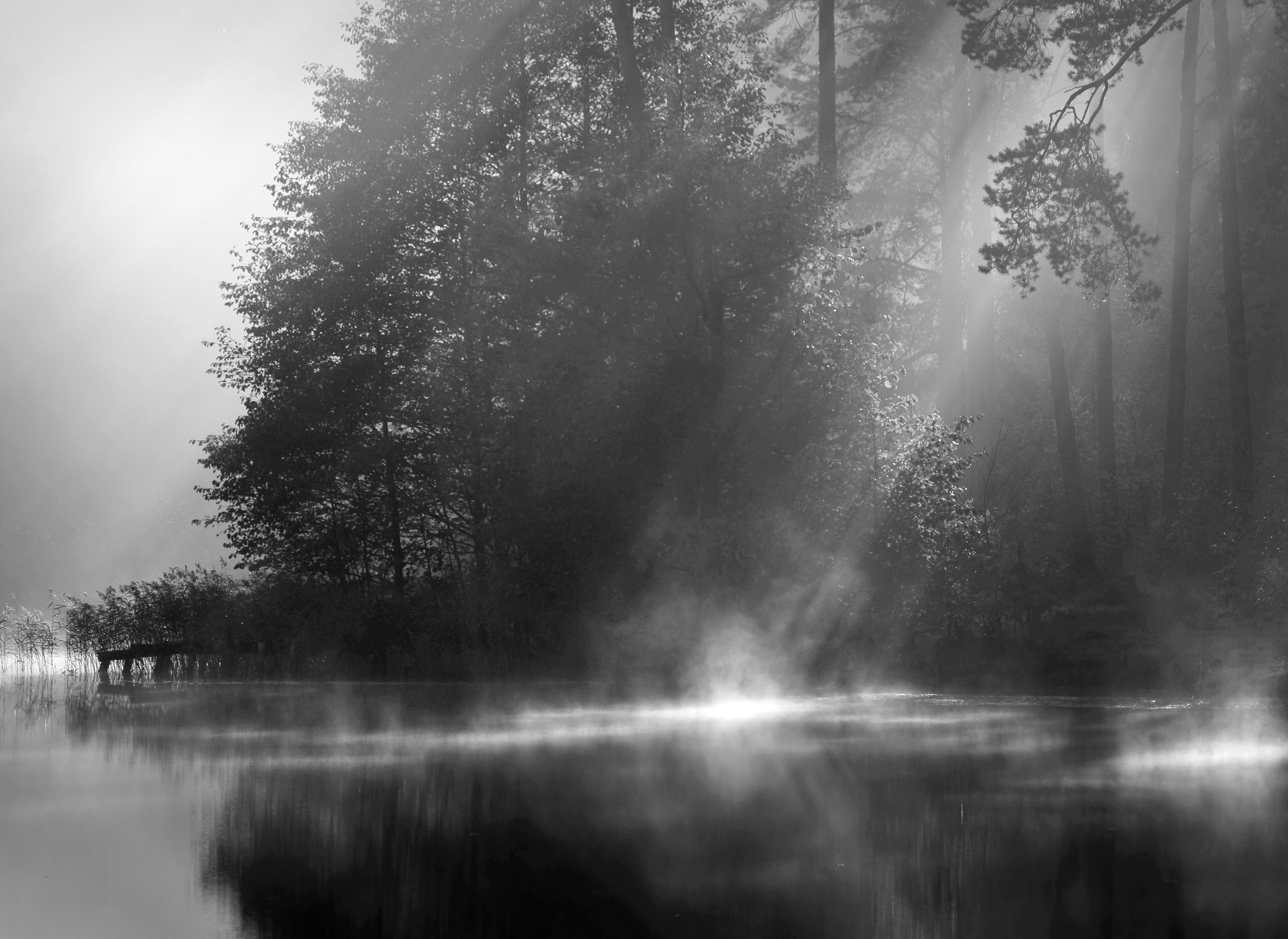 Schwarz Papermoon Fototapete & Weiß Wald